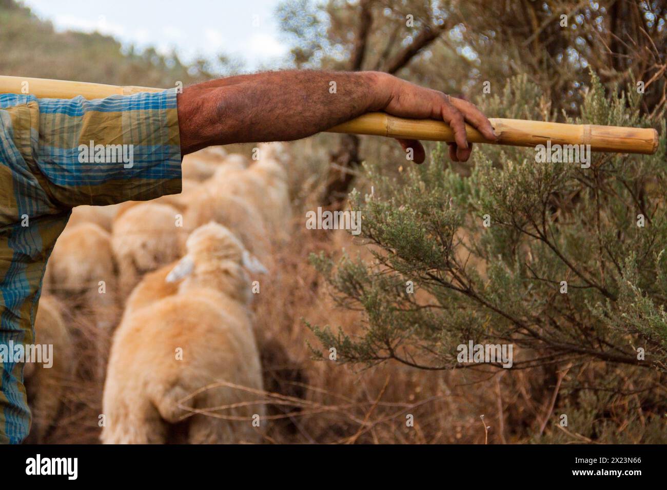 Detail of a shepherd's hand leaning on a transhumance staff Stock Photo