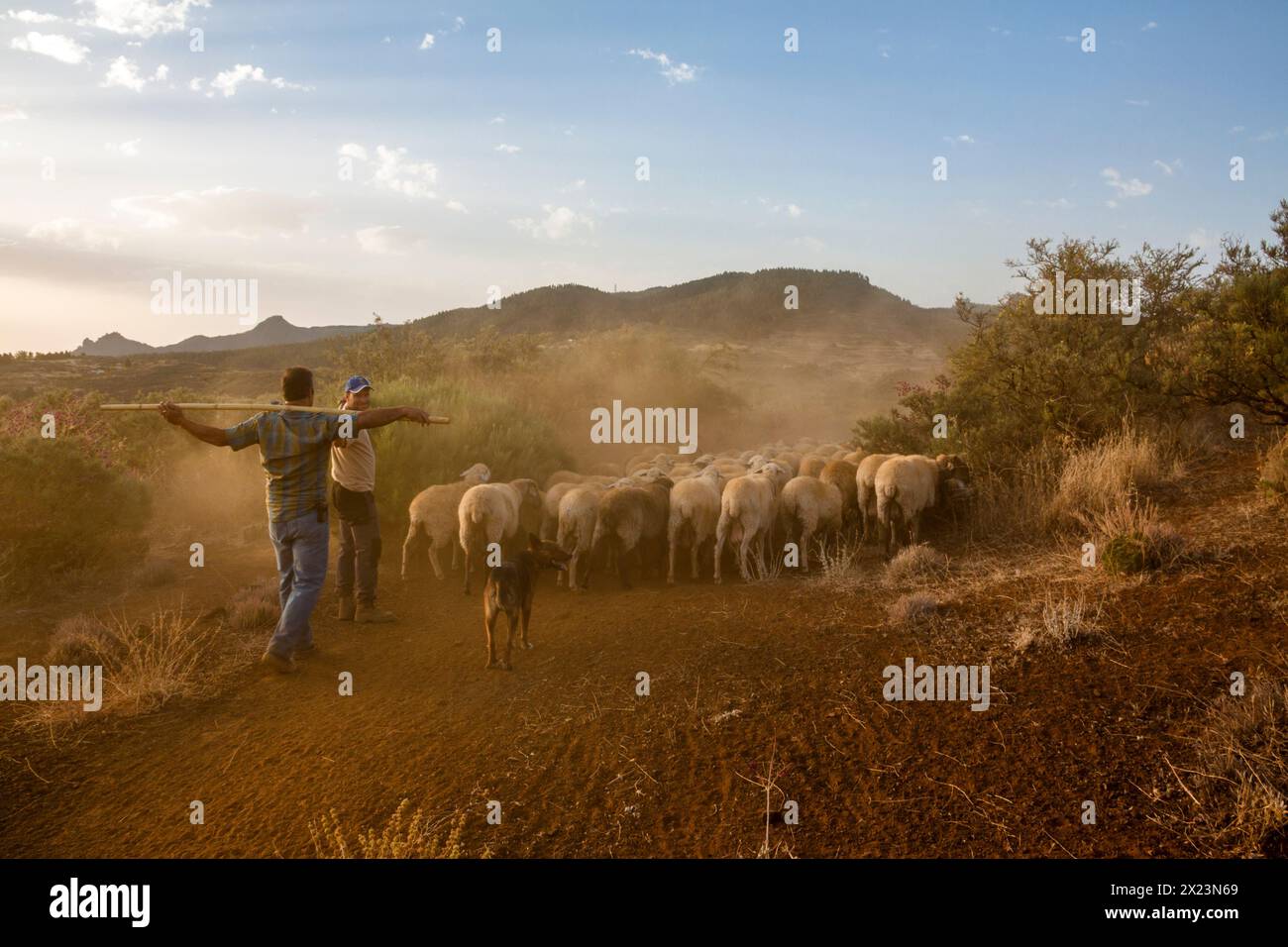 Shepherds guiding cattle in transhumance in Gran Canaria Stock Photo