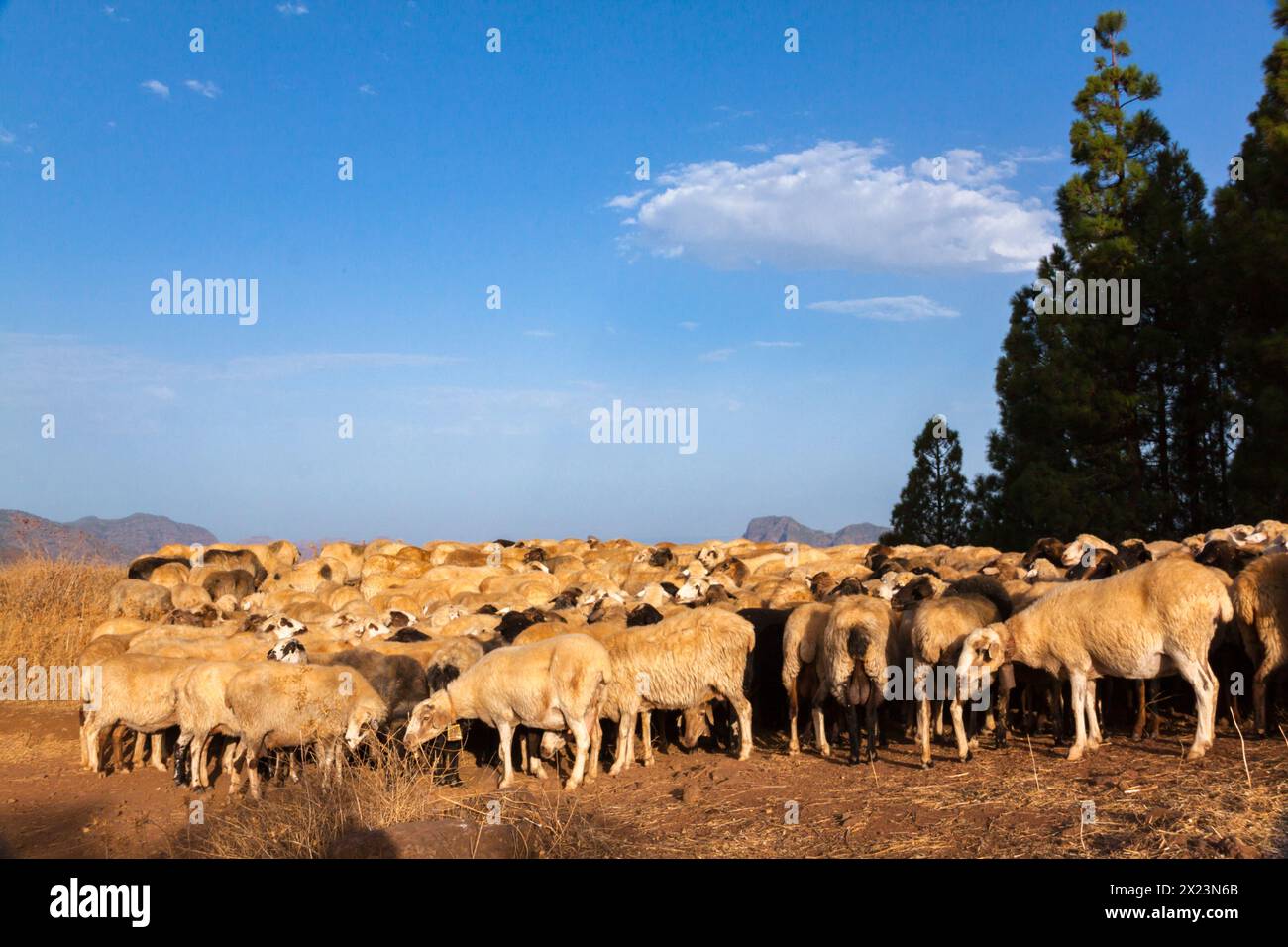 Ganado de ovejas en trashumancia en Gran Canaria Stock Photo