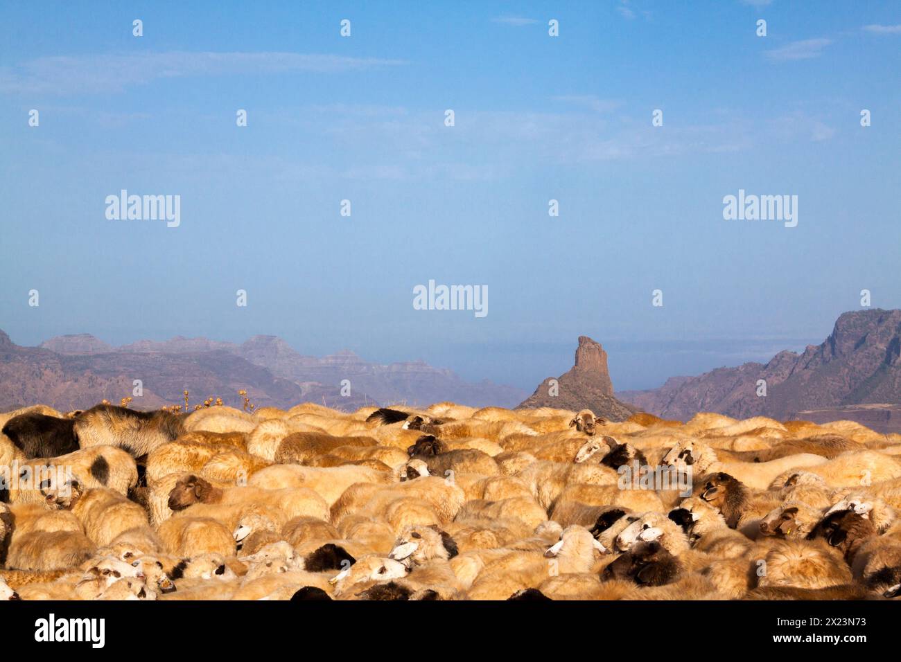Sheep in transhumance in Gran Canaria Stock Photo
