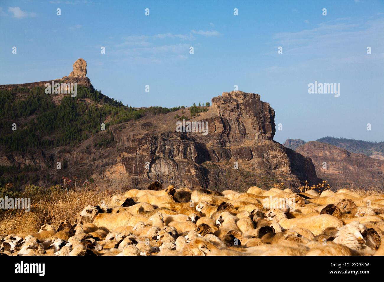 Sheep cattle in transhumance - Stock Image