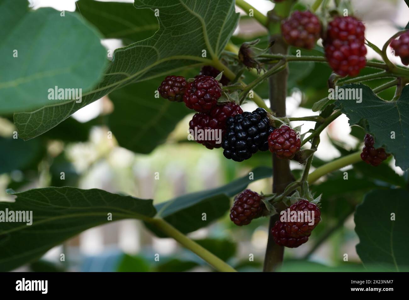 Blackberry plant, in Latin called Rubus fruticosus, with fruits in different stages of ripeness. Stock Photo