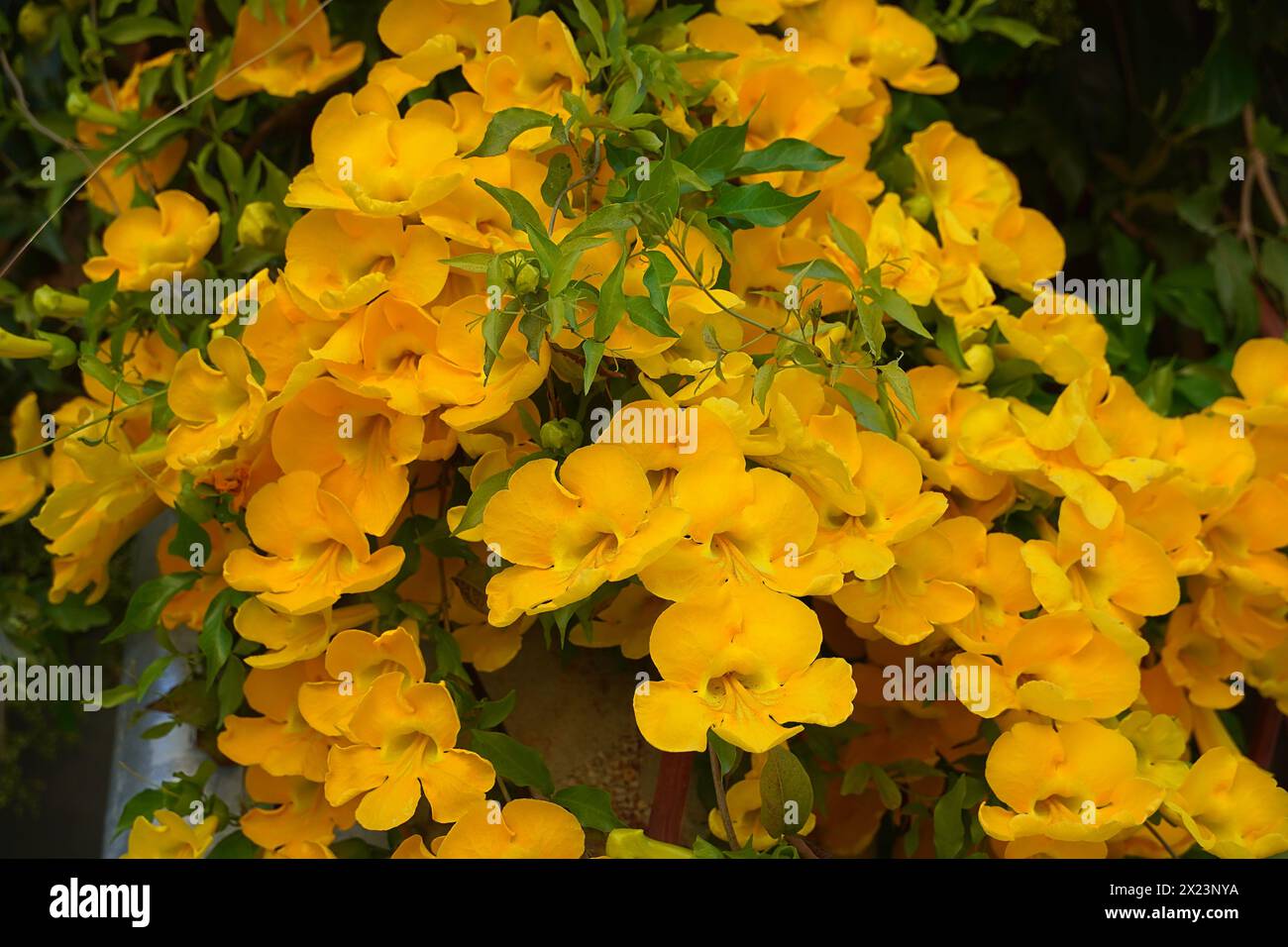 Yellow bell tree vine flowers, at springtime Stock Photo
