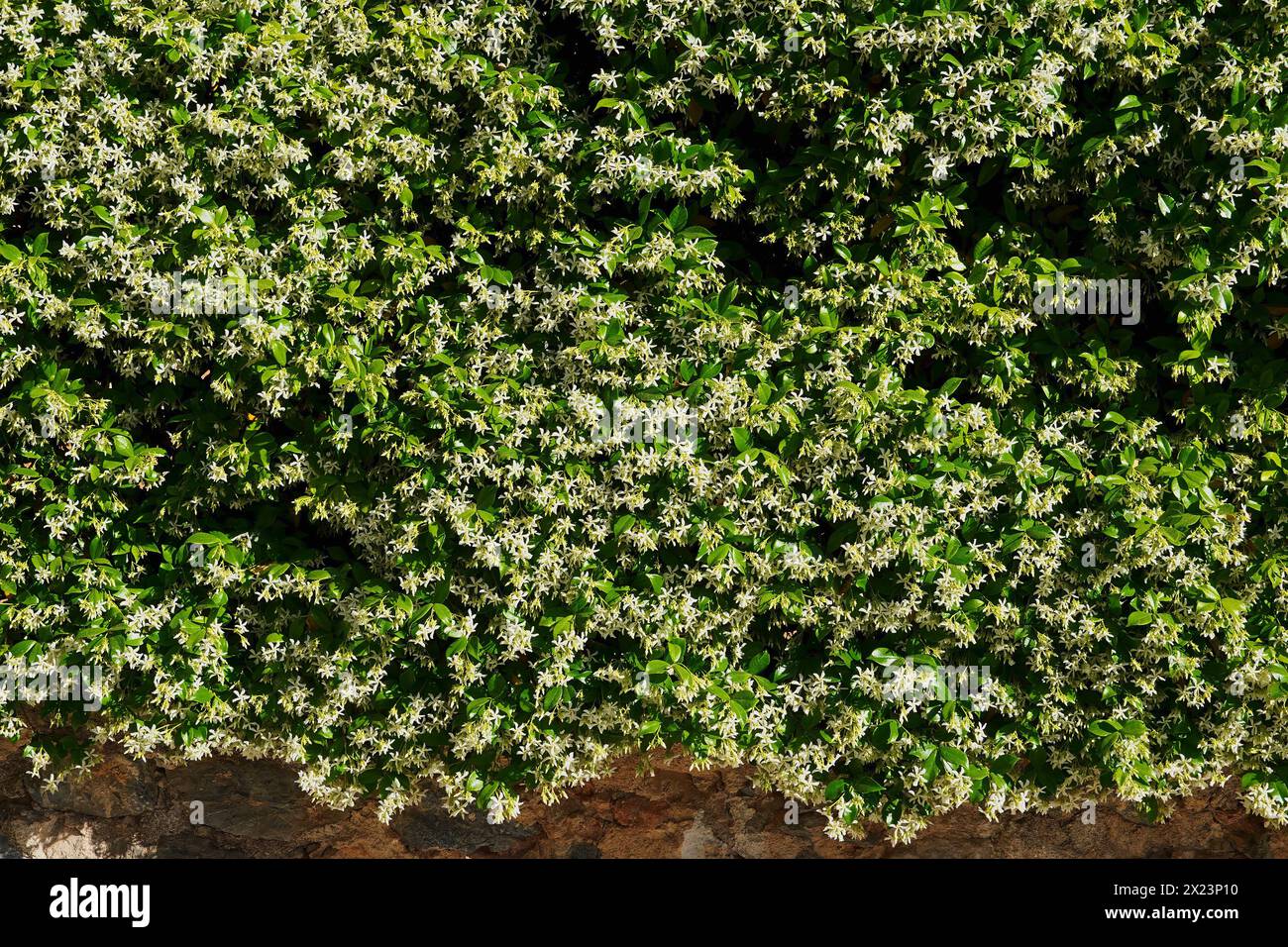 Southern or star jasmine, or Rhynchospermum jasminoides, in full bloom, covering a wall Stock Photo