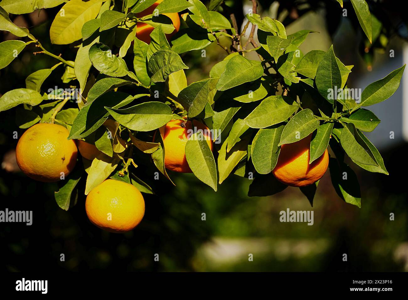 Bitter oranges or Citrus aurantium fruit on tree Stock Photo
