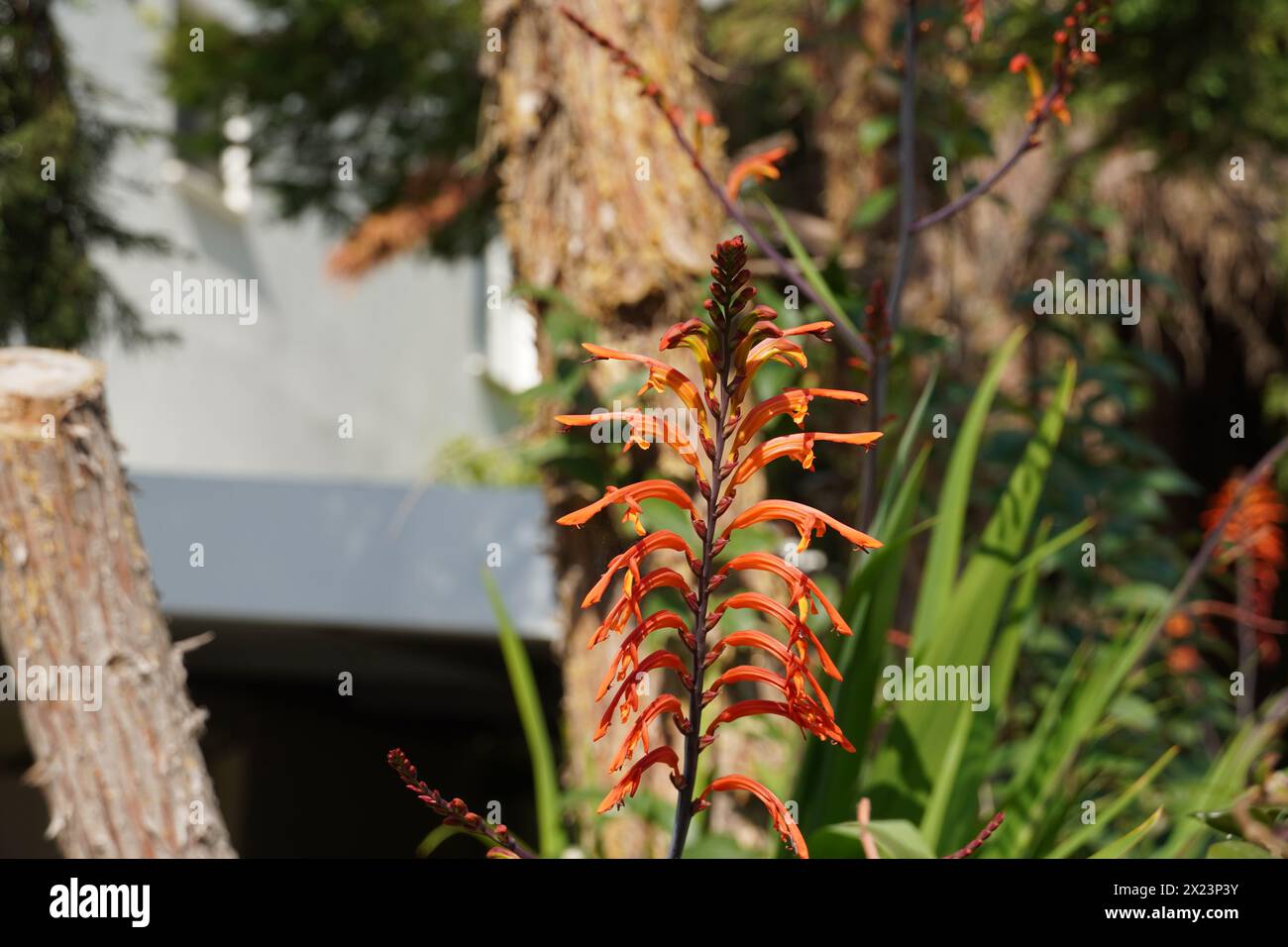 Cobra lily, or Chasmanthe orange flower Stock Photo