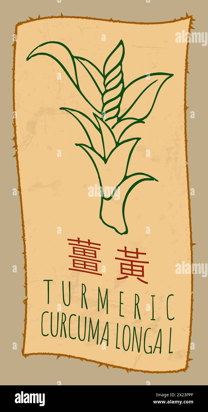 Vector drawing TURMERIC in Chinese. Hand drawn illustration. The Latin