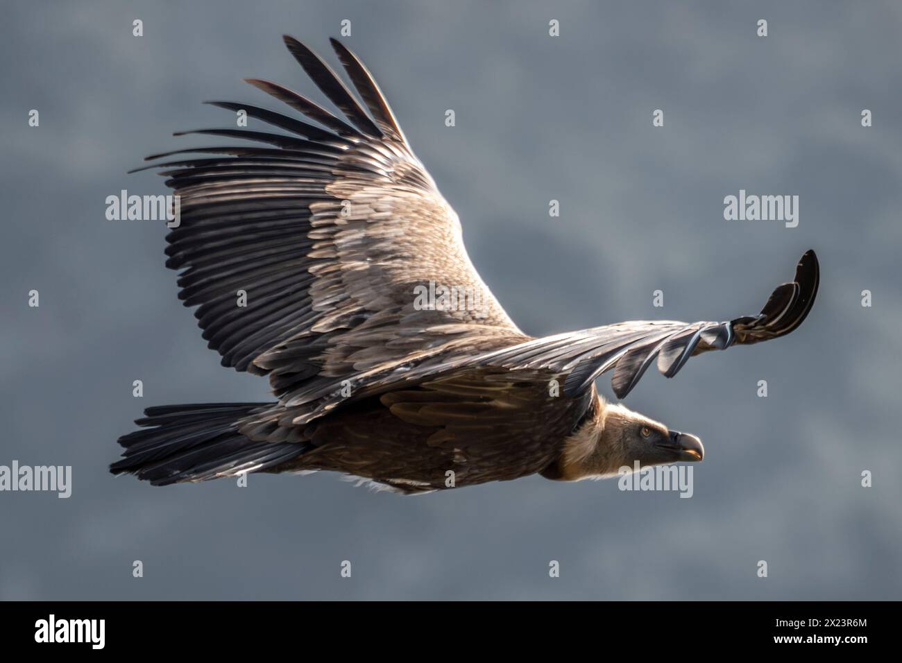 Eurasian griffon vulture, Parque Nacional de Monfragüe, Spain Stock Photo