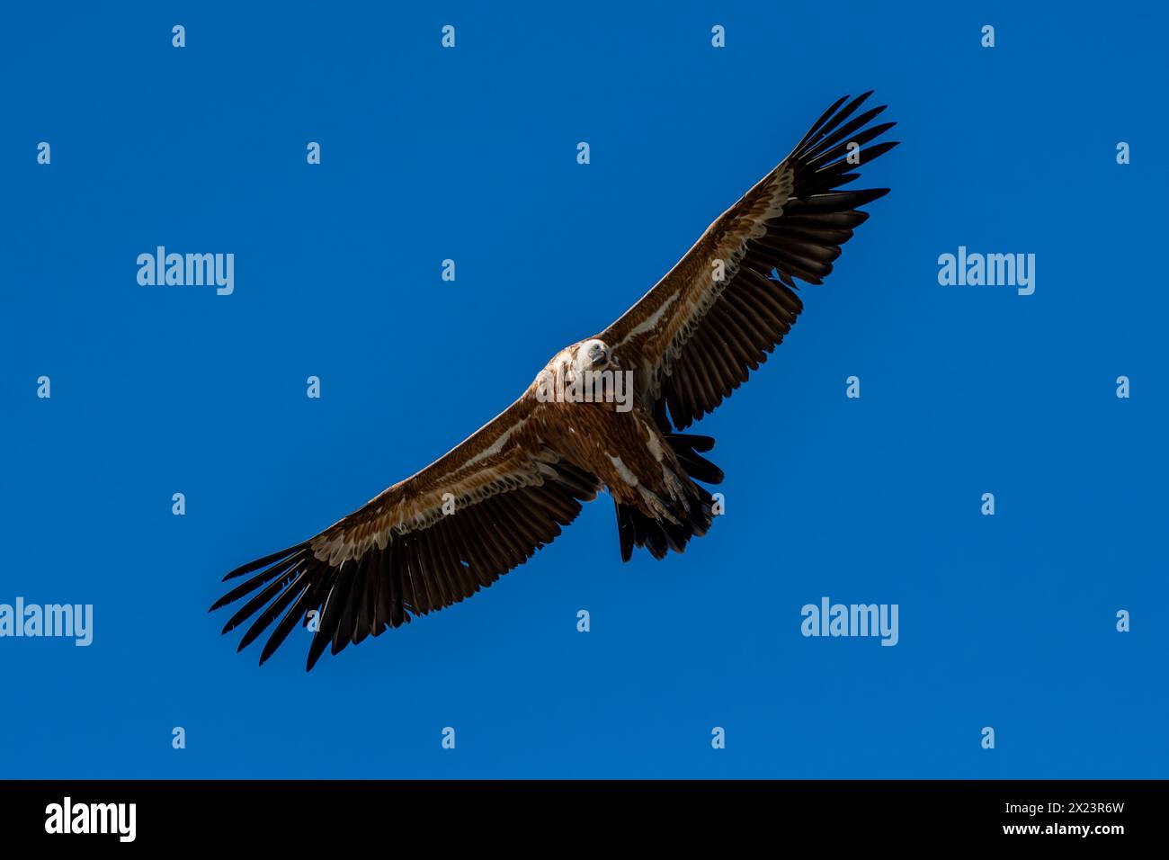 Eurasian griffon vulture, Parque Nacional de Monfragüe, Spain Stock Photo