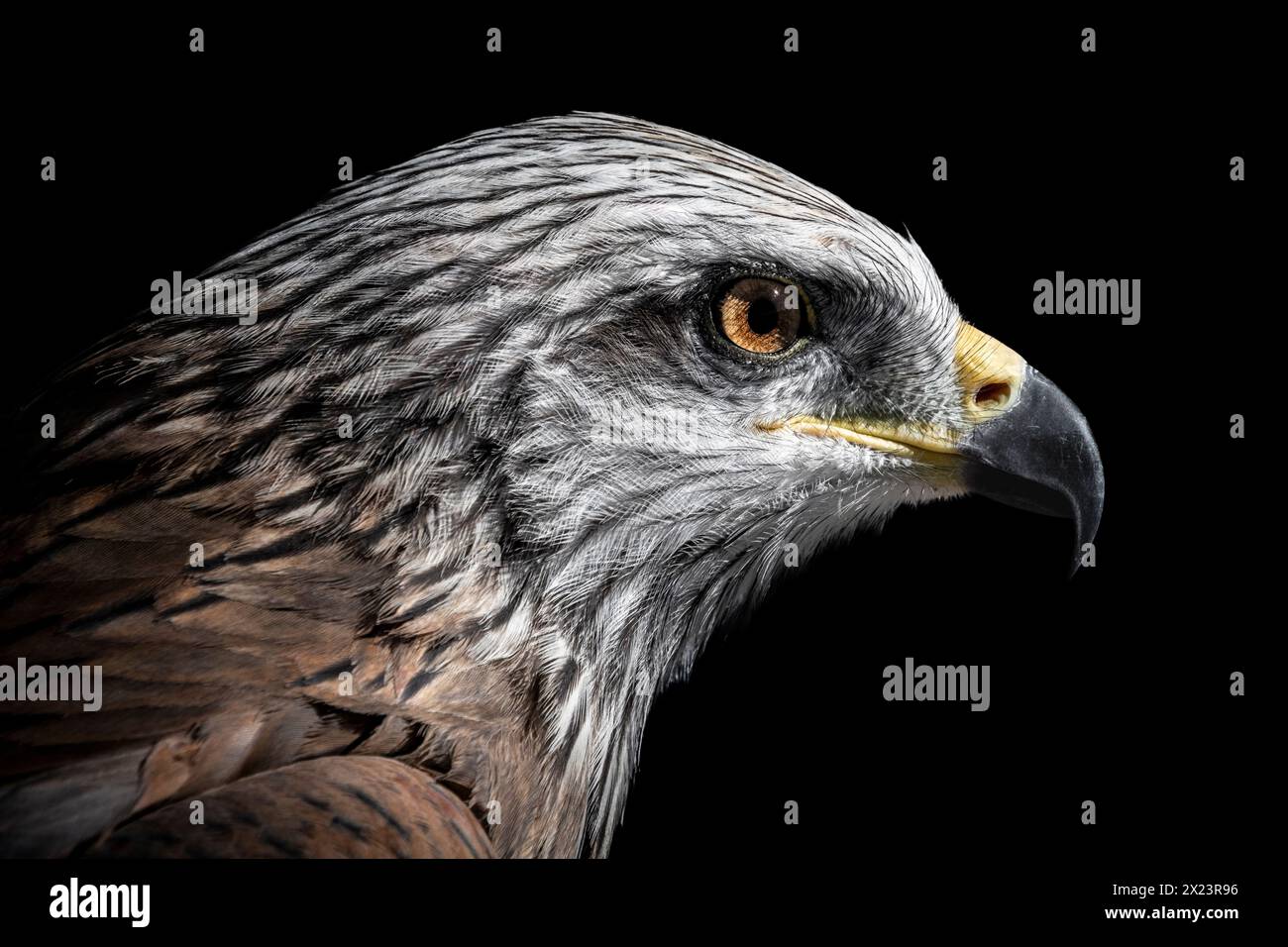 Red Kite, Chefchaouen, Morocco Stock Photo