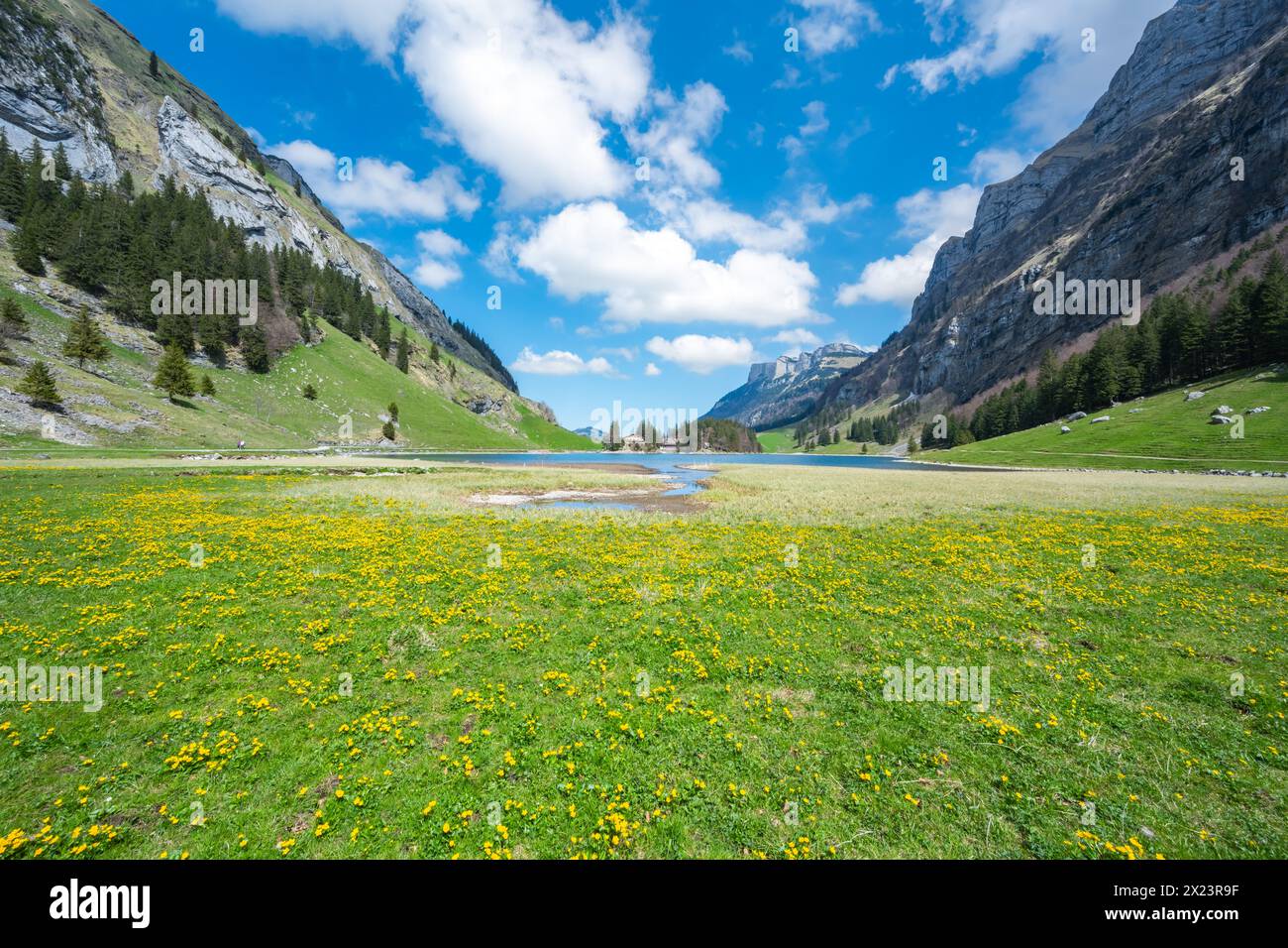 Description: Swiss green meadow covered with yellow flowers and alpine lake with Gasthaus Forelle and Seealpsee Hotel in the background on a sunny day Stock Photo