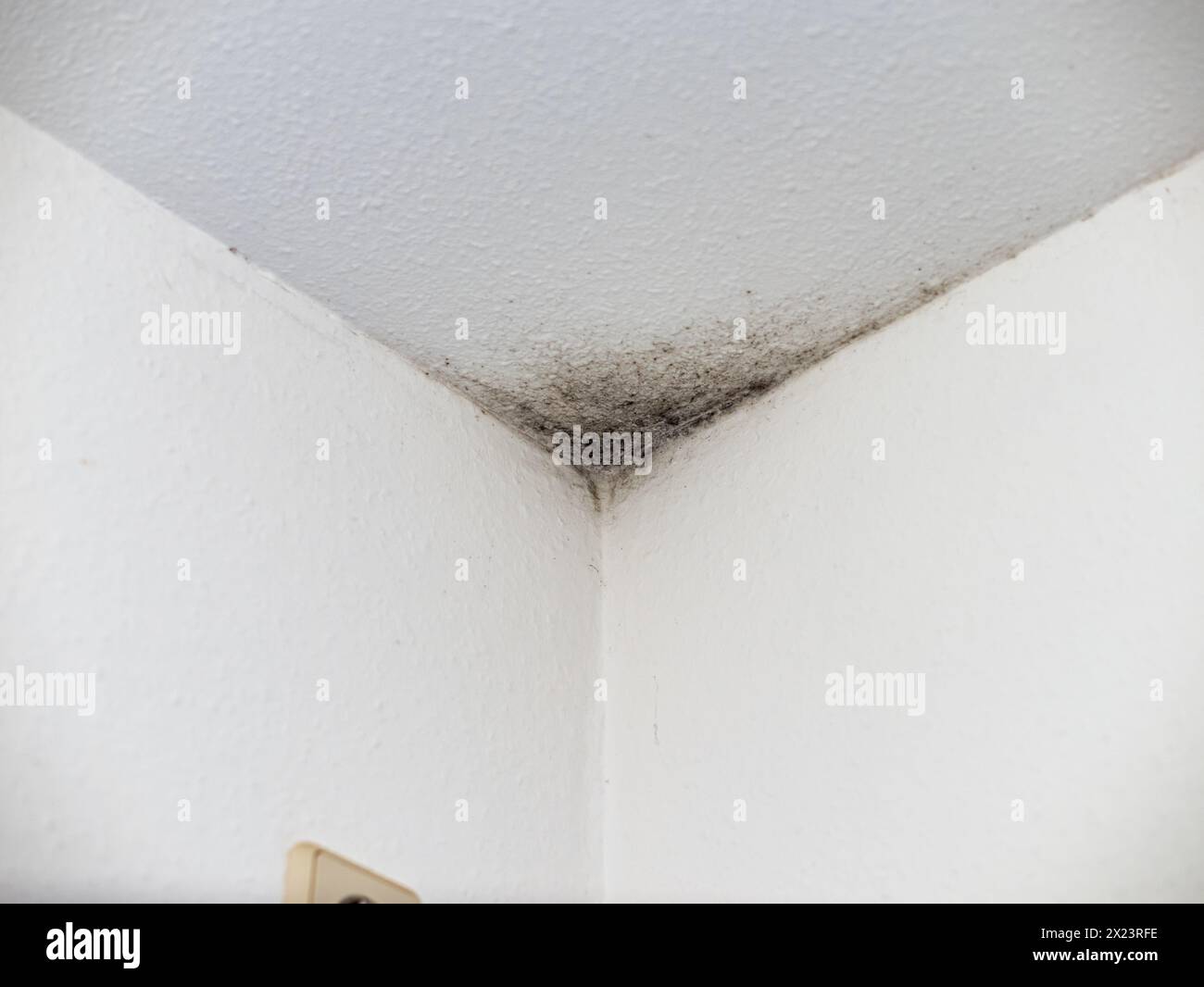 Black mould in a corner of a domestic room. Dangerous and unhealthy