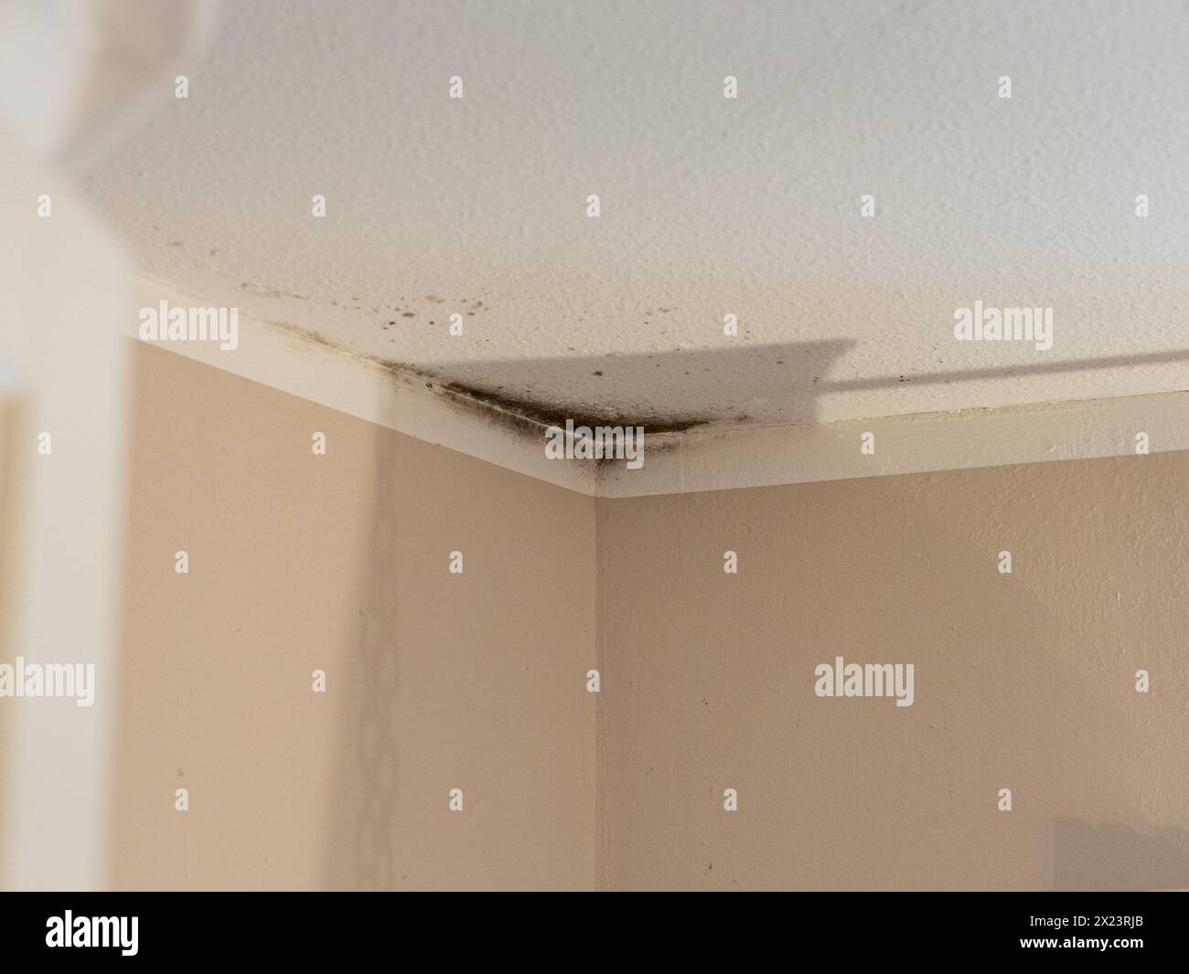 Toxic mold in a corner of a ceiling in a domestic room. Ventilation ...