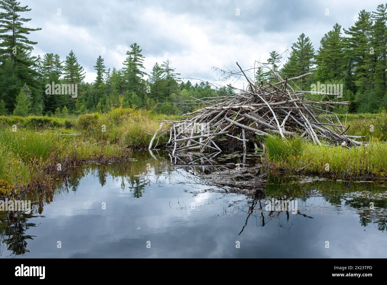 Beaver hut on a remote Adirondack lake Stock Photo