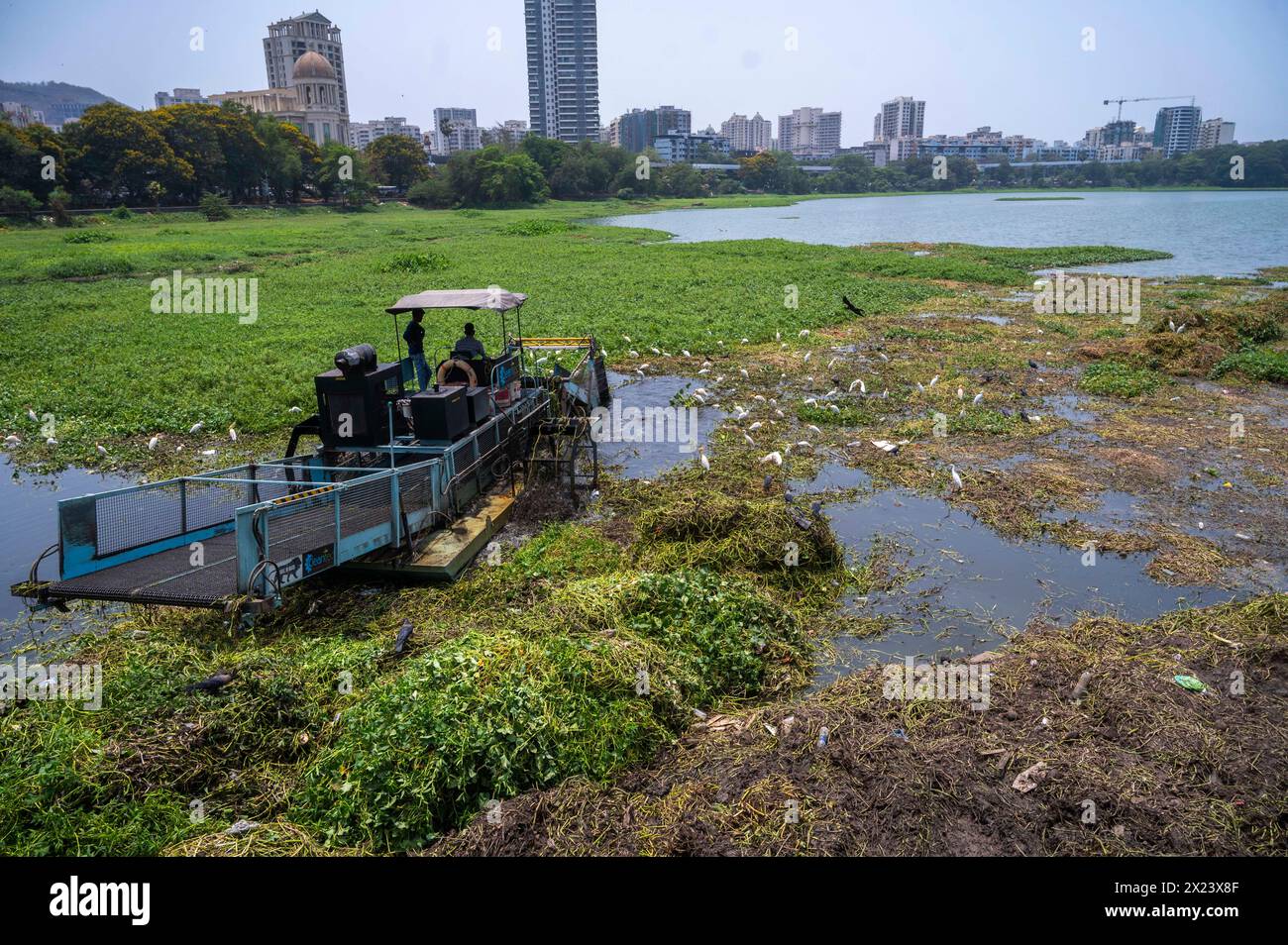 Mumbai, India. 19th Apr, 2024. MUMBAI, INDIA - APRIL 19: Boat equipped with cutting or harvesting equipment removing water hyacinth and other unrooted weeds from the surface of the Powai lake before the onset of monsoons on April 19, 2024 in Mumbai, India. (Photo by Satish Bate/Hindustan Times/Sipa USA) Credit: Sipa USA/Alamy Live News Stock Photo