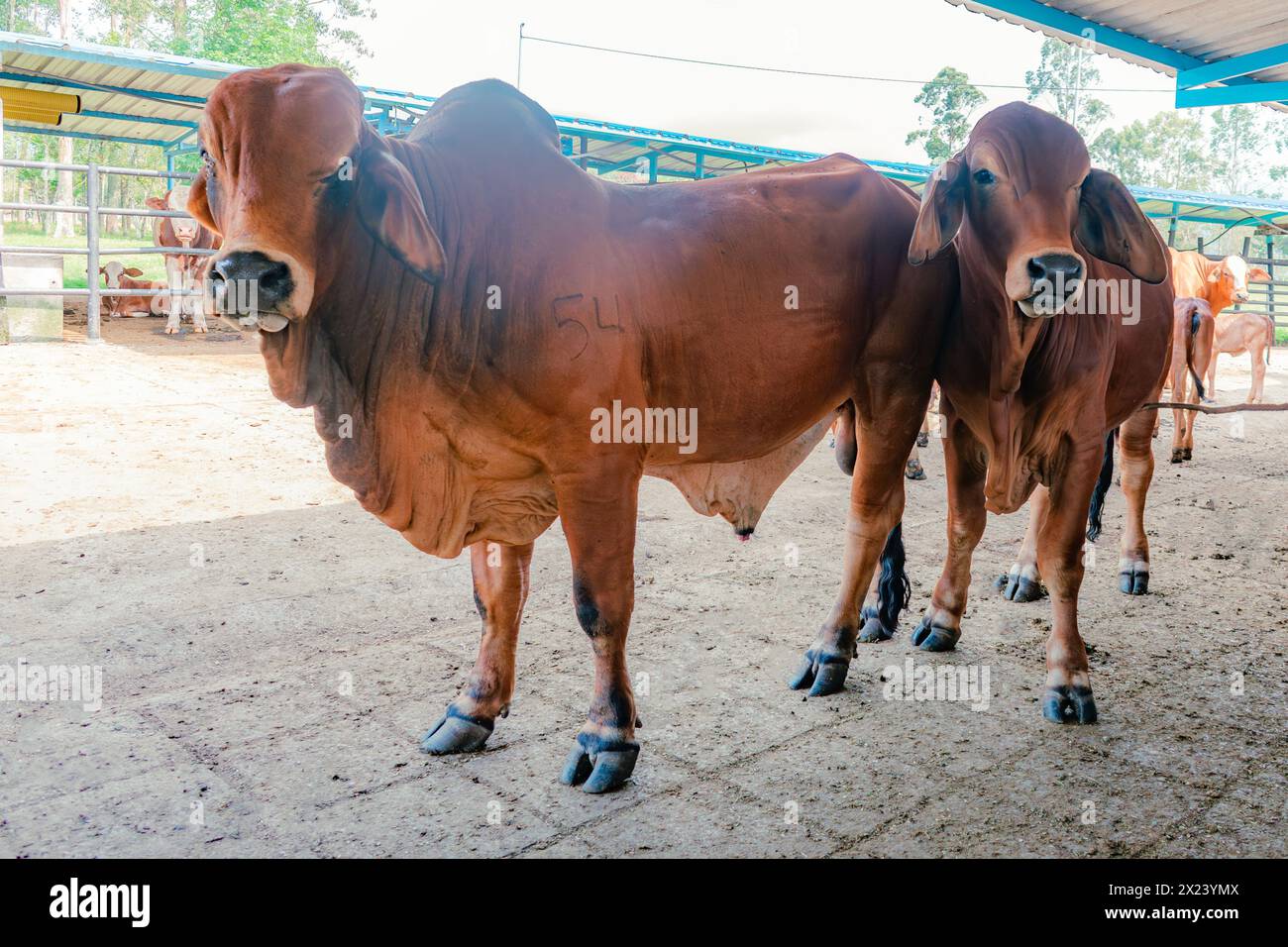 breeding males of red Brahman breed looking at camera in stable Stock
