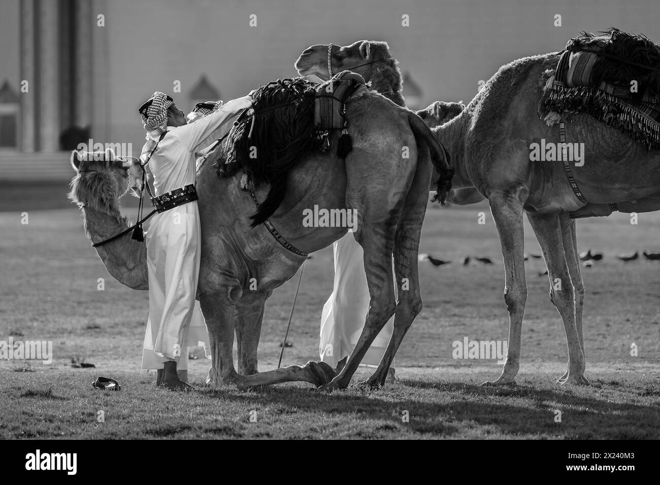 Amiri Diwan and Palace Guard Camels, Doha, Qatar. 15-04-2024 Stock Photo