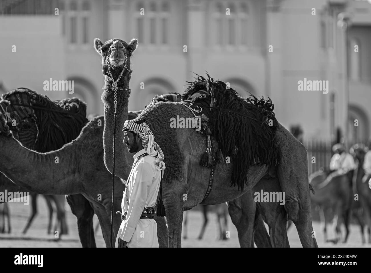 Amiri Diwan and Palace Guard Camels, Doha, Qatar. 15-04-2024 Stock Photo