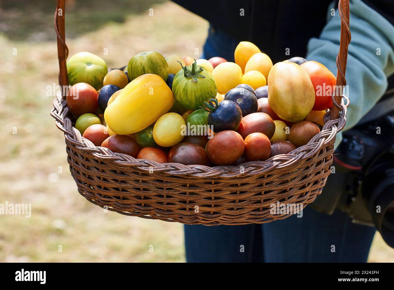 Assorted tomatoes in a basket Stock Photo - Alamy