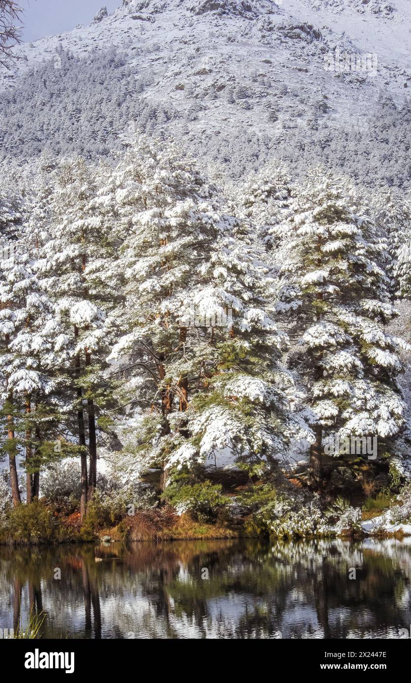 snowfall in the forest with snow-covered trees Stock Photo