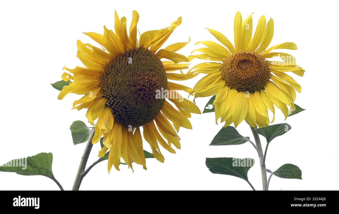 Flower of sunflower isolated on white background Stock Photo - Alamy