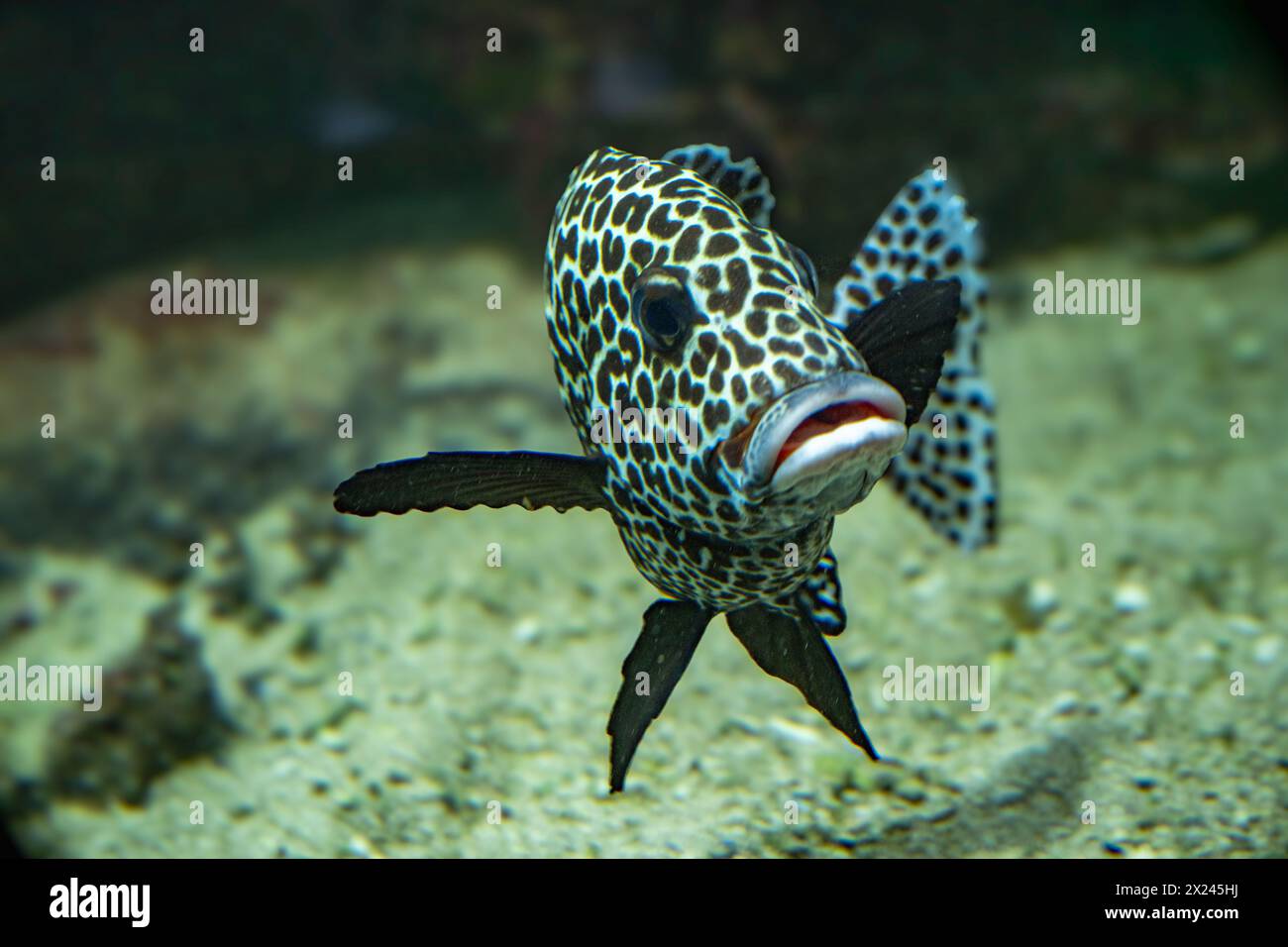 Harlequin sweetlips (Plectorhinchus chaetodonoides) is a marine fish native to tropical Indo-Pacific Ocean. Stock Photo