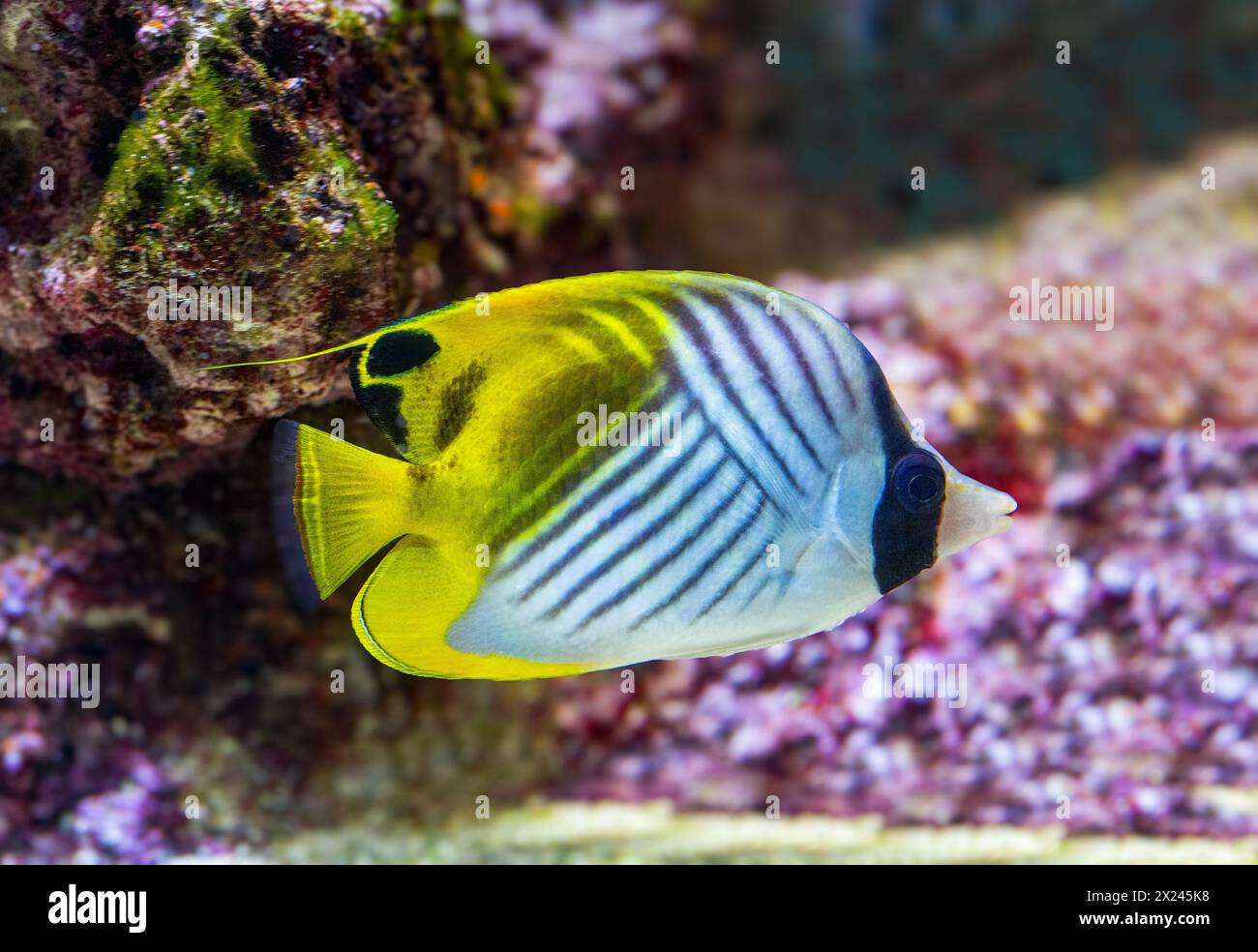 Threadfin Butterfly Fish or (Chaetodon Auriga). Is found in the Indo-Pacific region, from the Red Sea and eastern Africa Stock Photo