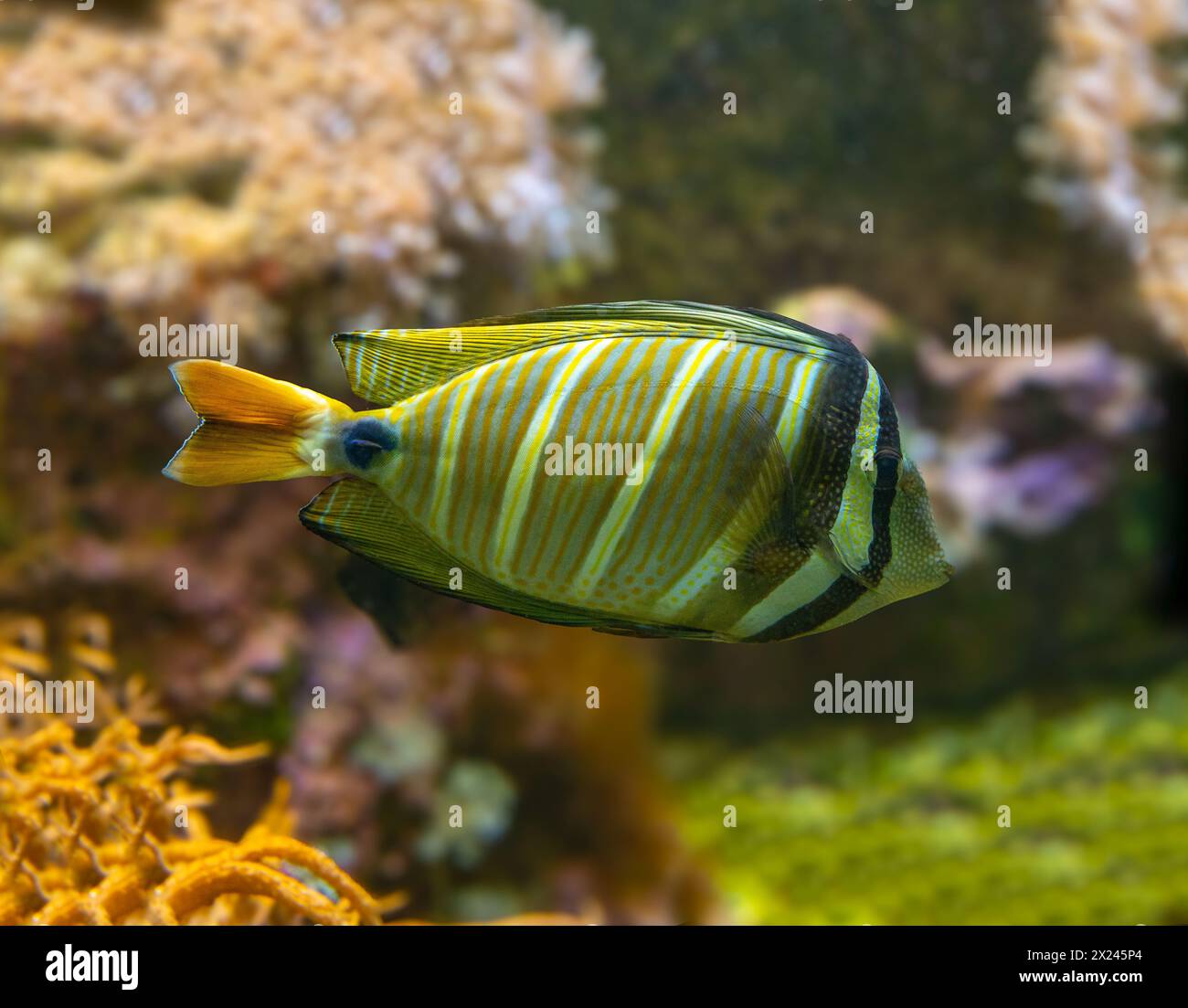 Desjardin´s Sailfin Tang Zebrasoma desjardinii, swimming Stock Photo