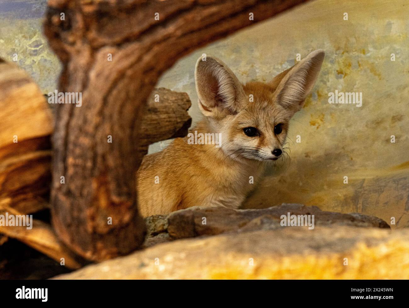 Fennec fox (Vulpes zerda) is resting but staying alert Stock Photo