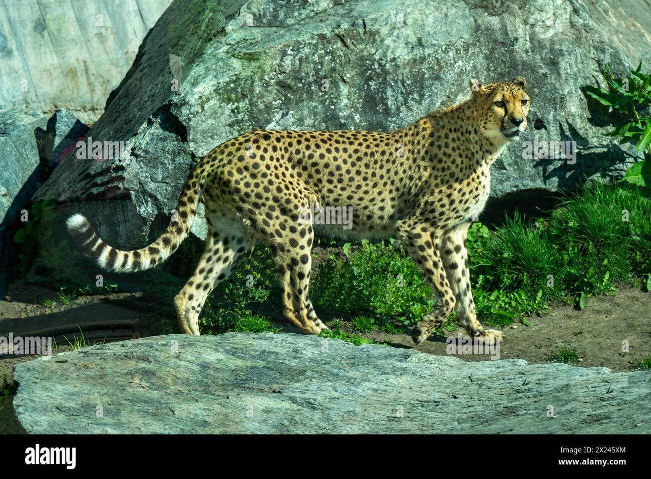 The cheetah (Acinonyx jubatus) is a large cat and the fastest land animal. Native to Africa. Stock Photo