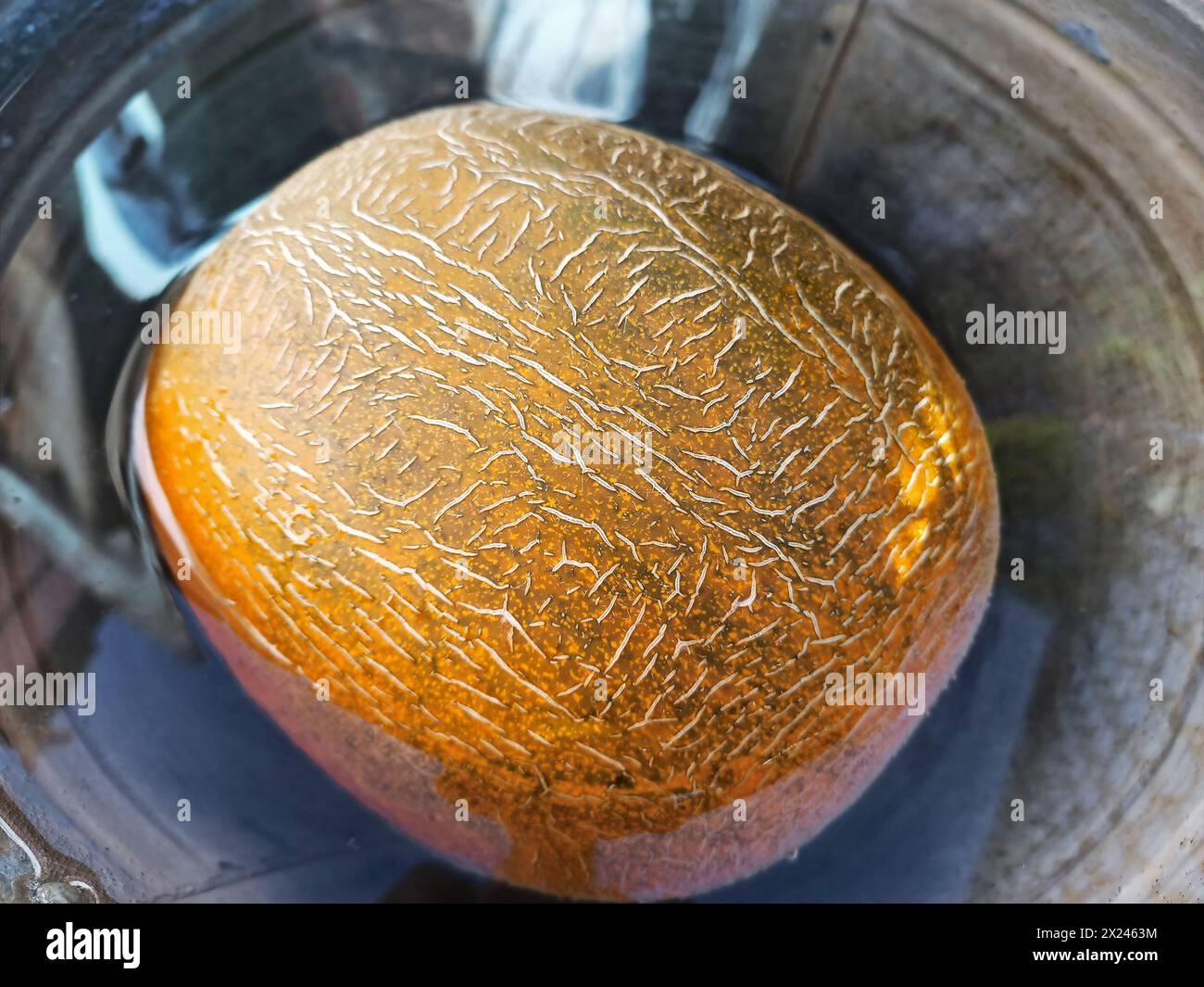 Melon floats in a metal bucket with water, large yellow ripe oblong wet fruit close-up Stock Photo