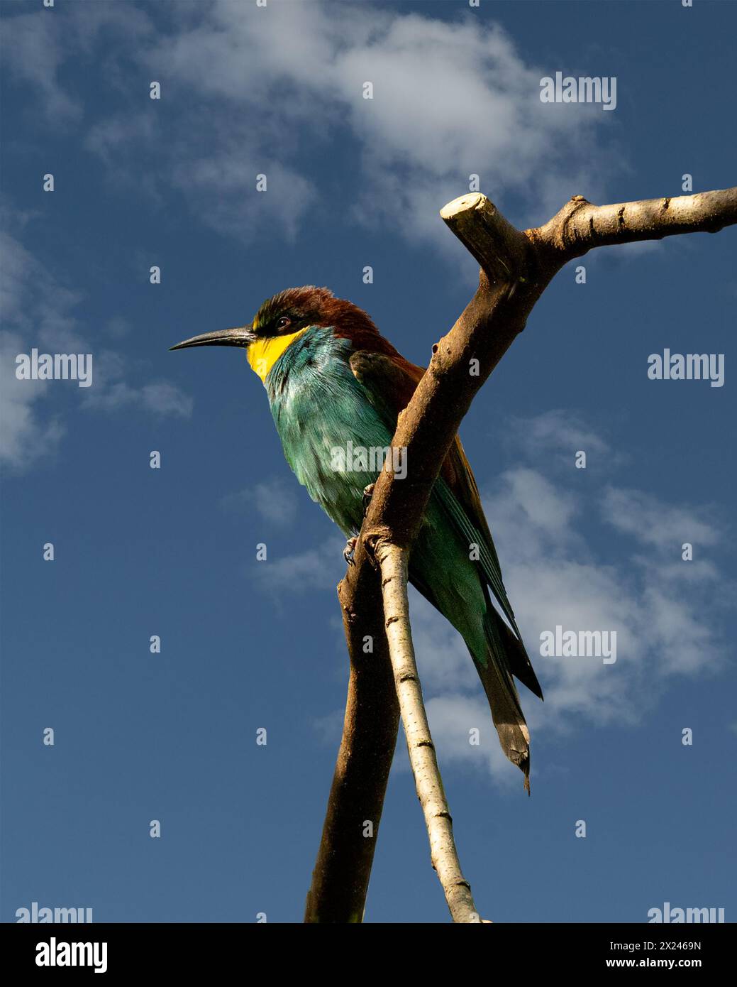European bee-eater (Merops apiaster) sitting on a branch Stock Photo
