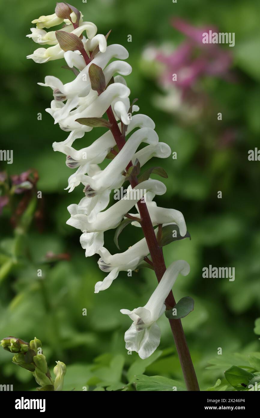Larkspur seeds hi-res stock photography and images - Alamy