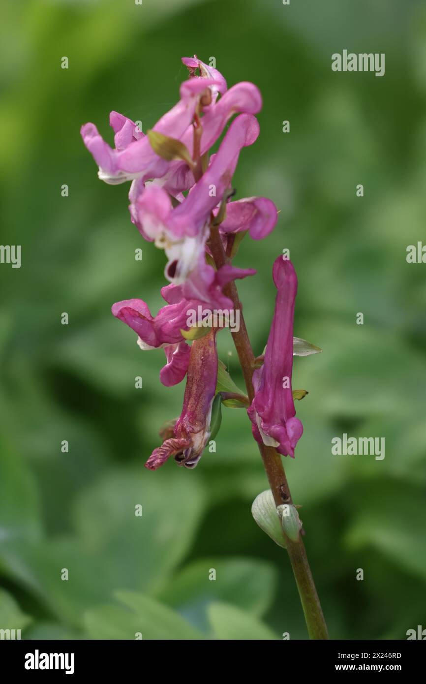Larkspur seeds hi-res stock photography and images - Alamy