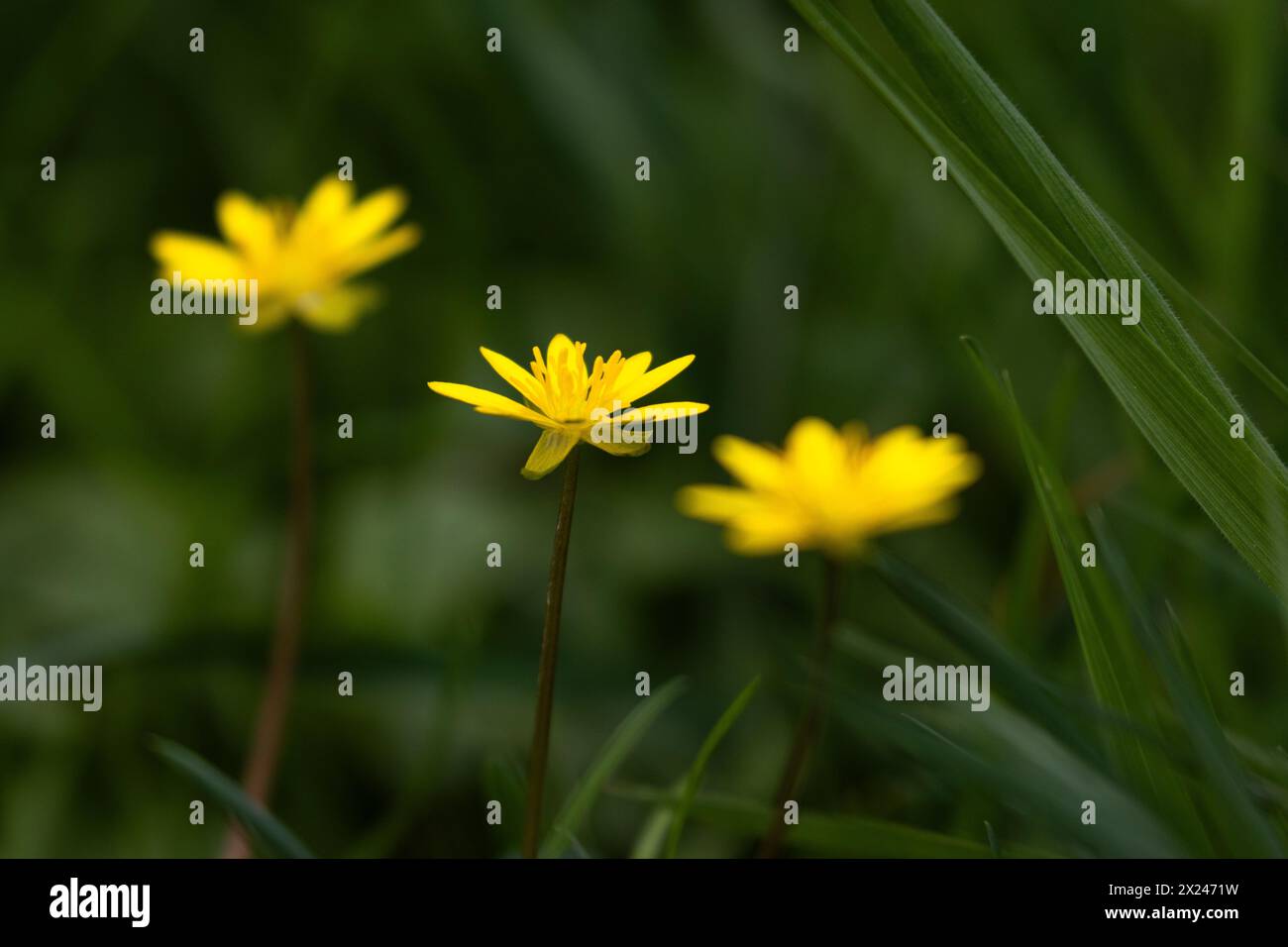 Three flowers of the lesser celandine stand in a row. Stock Photo