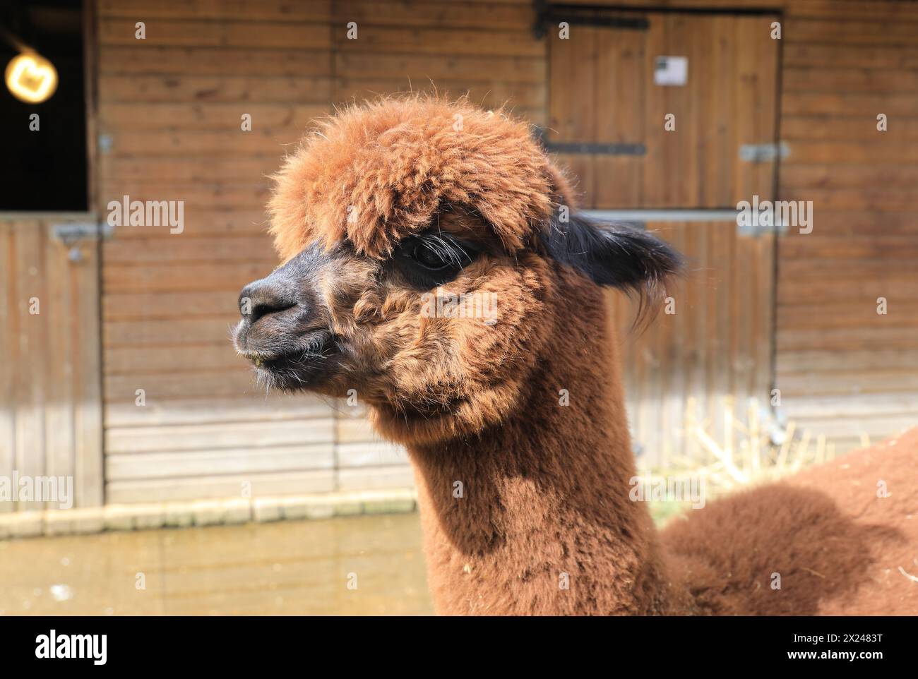 Vauxhall City Farm, one of the oldest and most central city farms, in London, UK Stock Photo