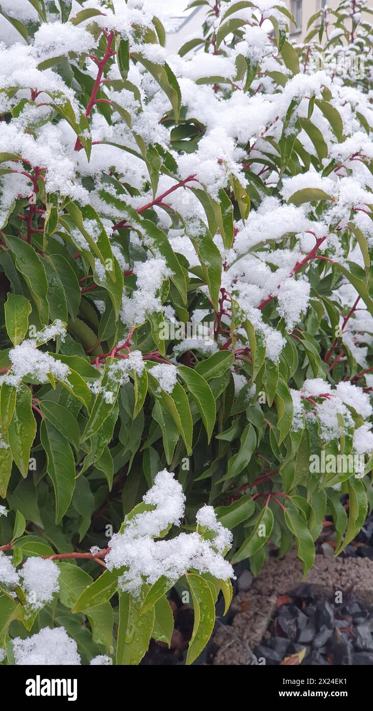 Snow on the leaves of trees and bushes. Winter natur background. Stock Photo