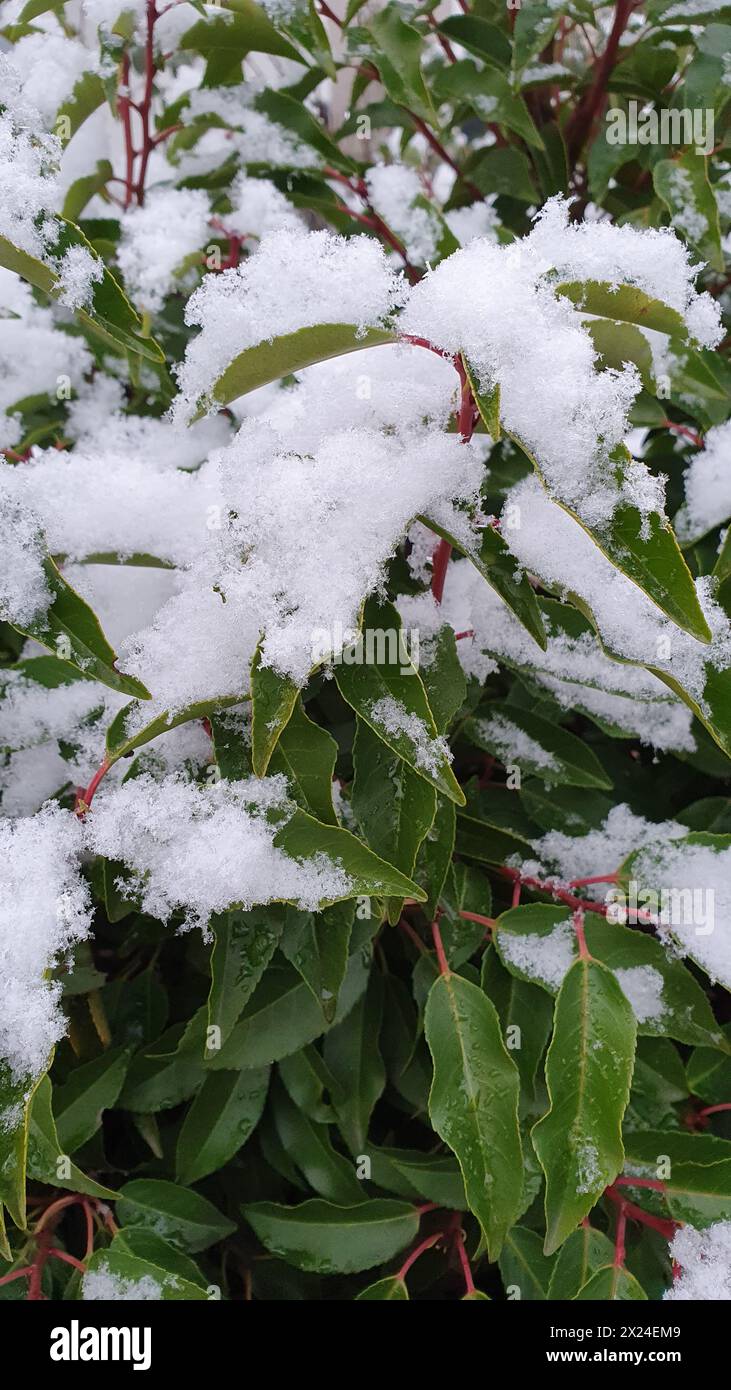 Snow on the leaves of trees and bushes. Winter natur background. Stock Photo