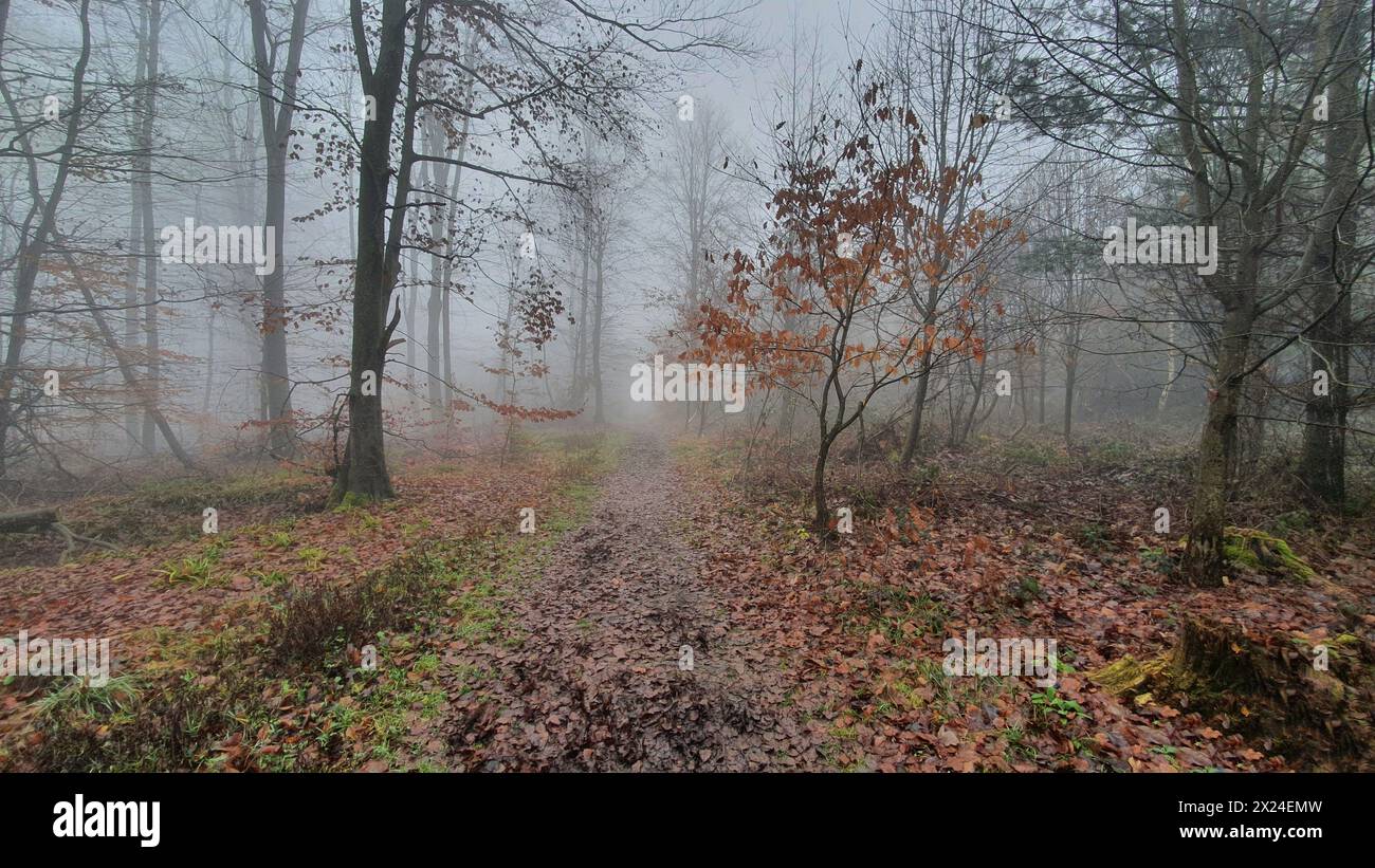 View of the fabulous autumn forest with much trees  in a morning fog. Bad weather. Nature background. Stock Photo