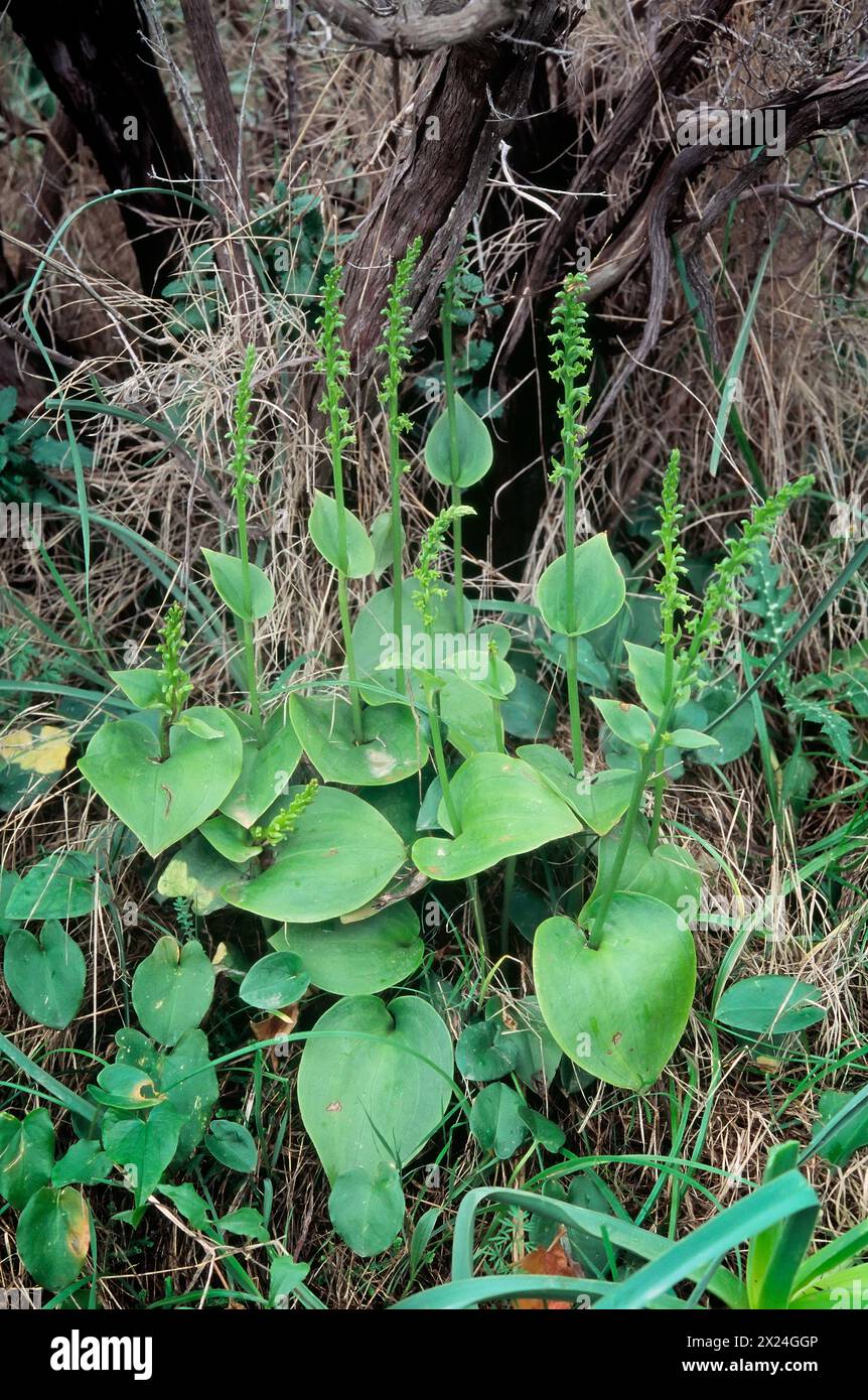 Gennaria diphylla, Orchidaceae. Rhizomatous perennial herb, spontaneous orchid, wild plant. green flower. Stock Photo