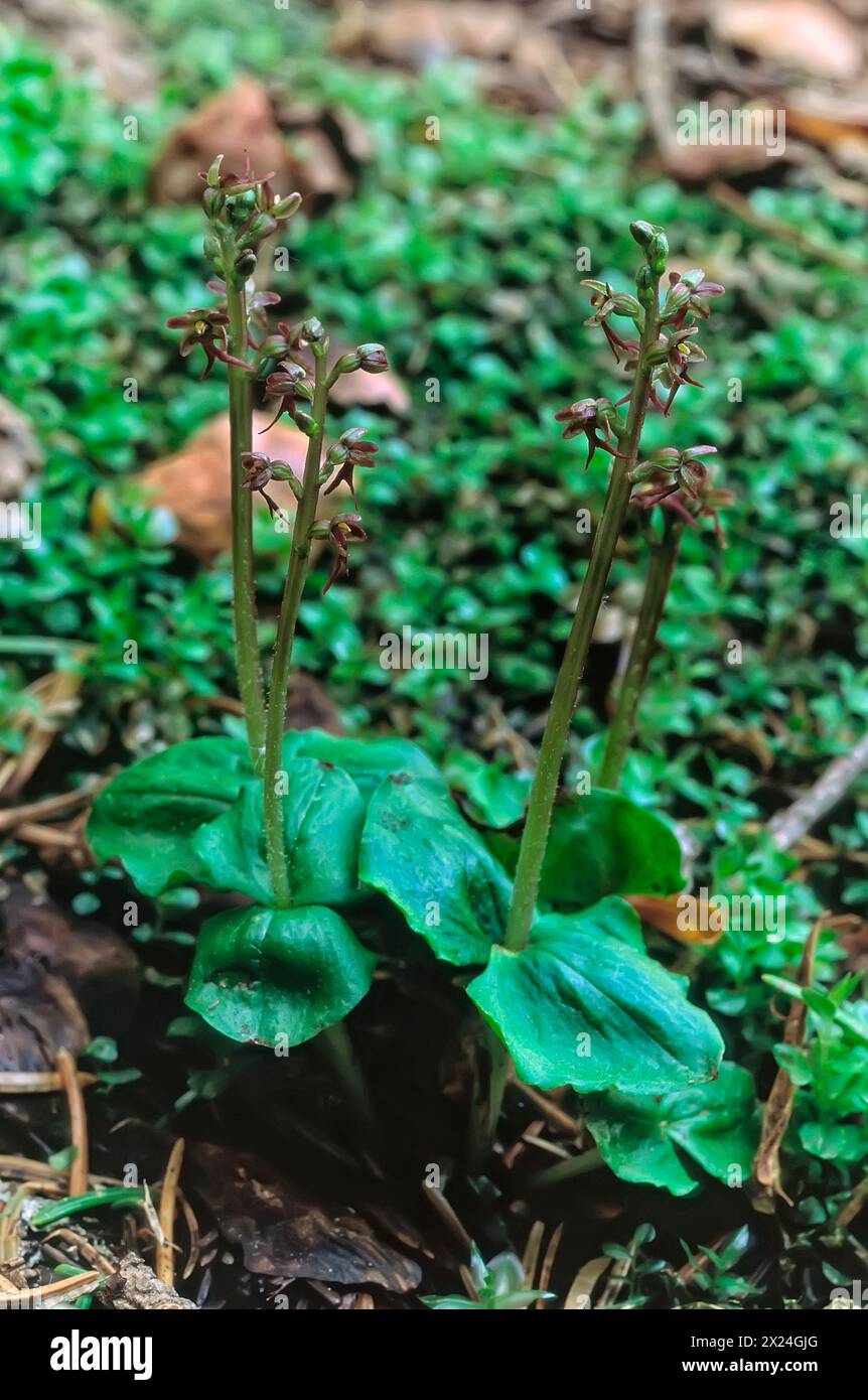 Lesser twayblade (Neottia cordata = Listera cordata), Orchidaceae. Rhizomatous perennial herb, spontaneous orchid, wild plant. Red flower. Stock Photo