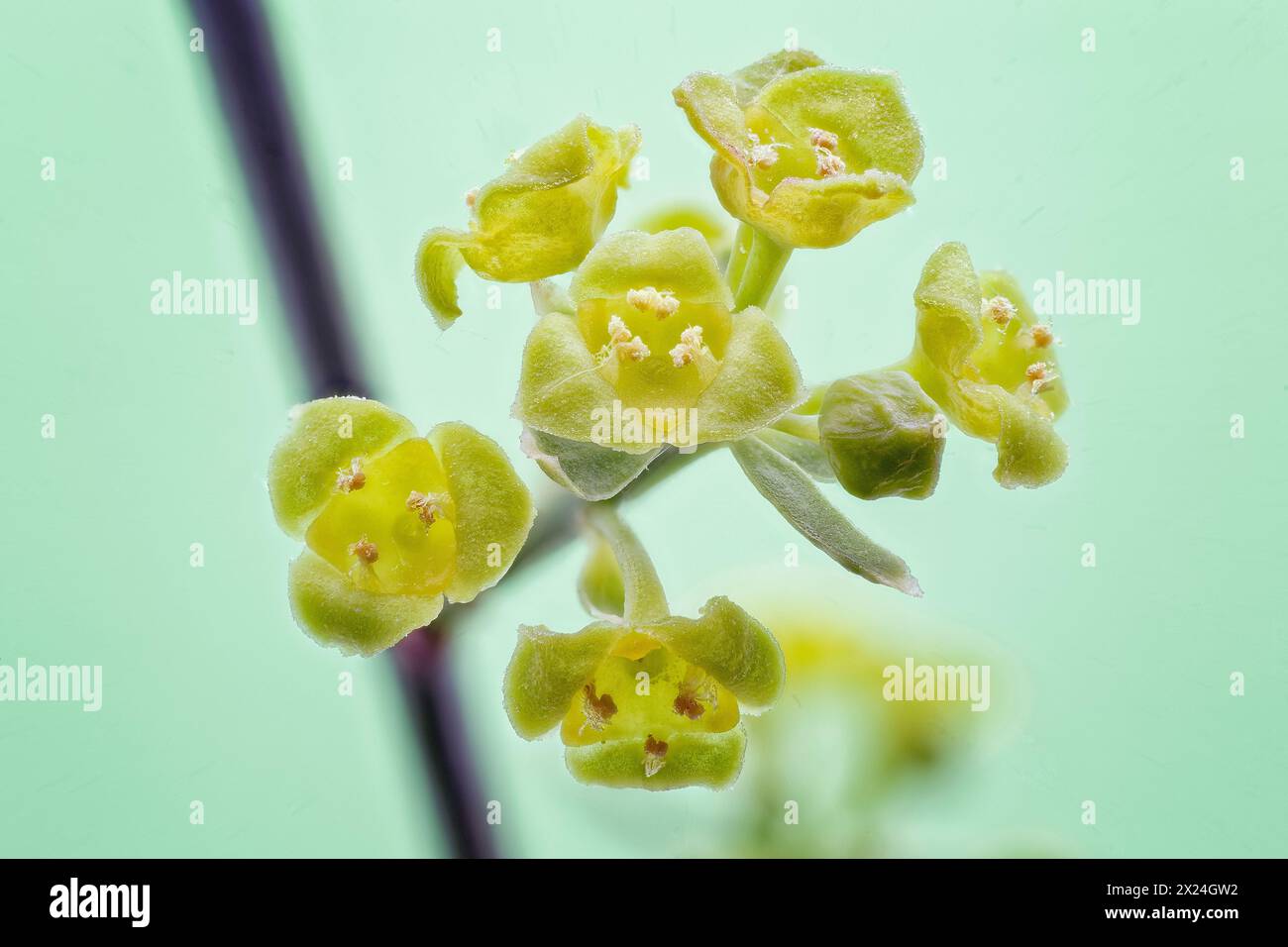 Osyris (Osyris alba), Santalaceae. Small evergreen shrub, wild Mediterranean plant. Yellow flower, detail of the flower Stock Photo