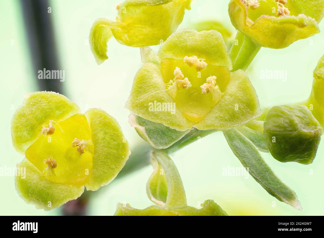 Osyris (Osyris alba), Santalaceae. Small evergreen shrub, wild Mediterranean plant. Yellow flower, detail of the flower Stock Photo