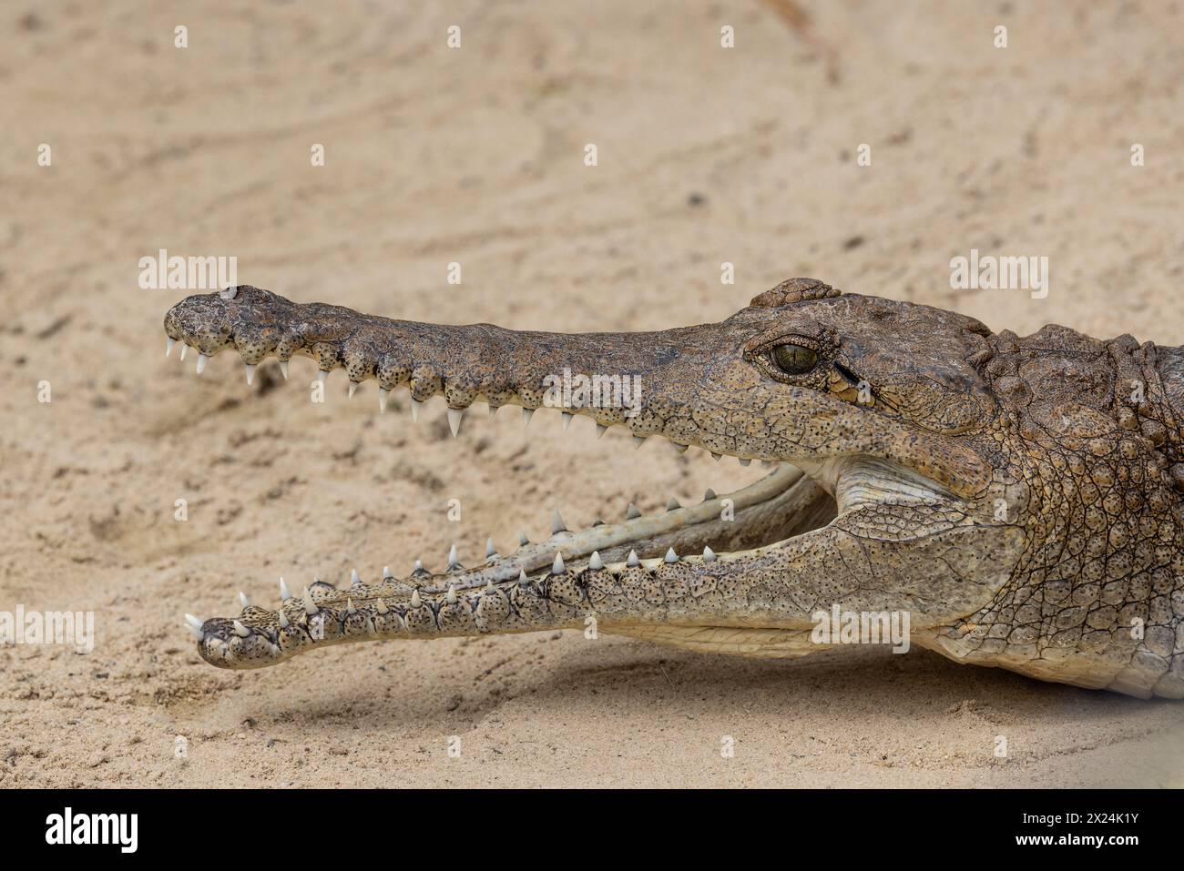 Johnstones river crocodile hires stock photography and images Alamy