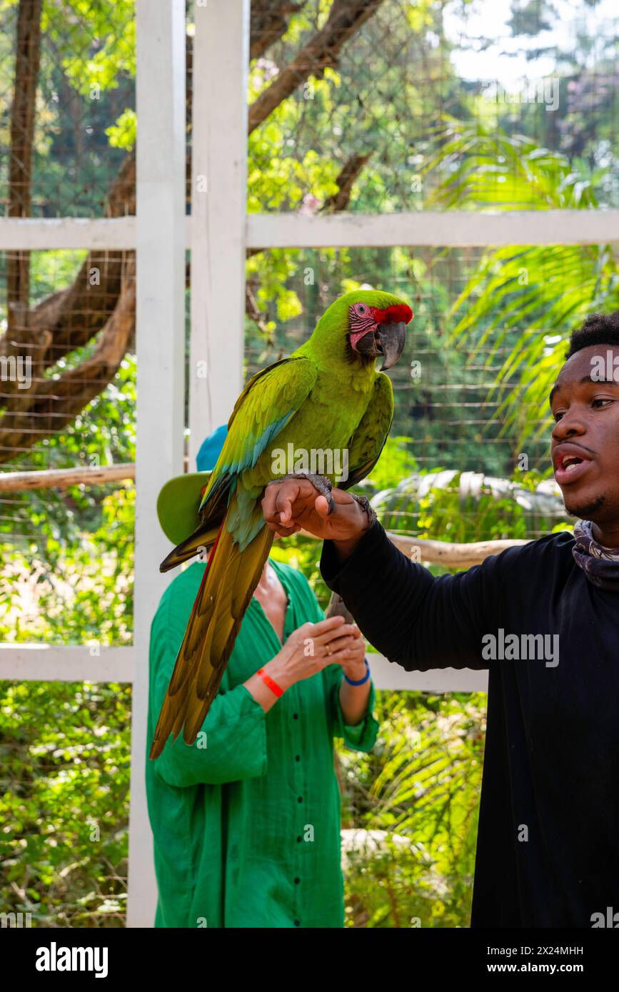 A man holds a great green macaw (Ara ambiguus) in an enclosure at ...