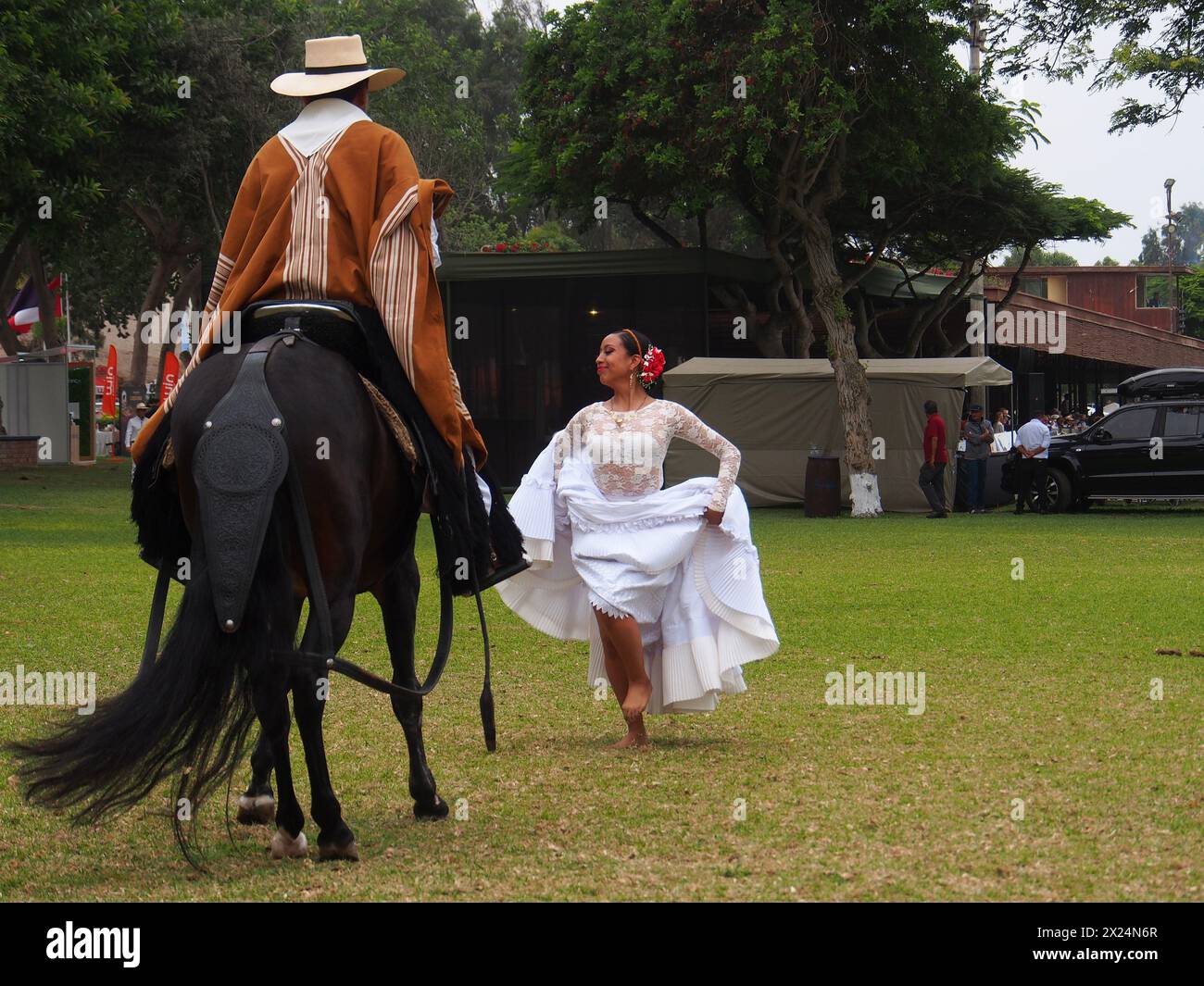 Creole woman in typical costume dancing “Marinera”, a traditional dance, with a Chalan riding a Peruvian Paso horse at the 2024 Peruvian Paso Horse National Championship at Mamacona farm. The Peruvian Paso Horse is a breed of light saddle horse known for its smooth ride distinguished by a natural, four-beat, lateral gait and was declared a Cultural Heritage of the Nation. Stock Photo