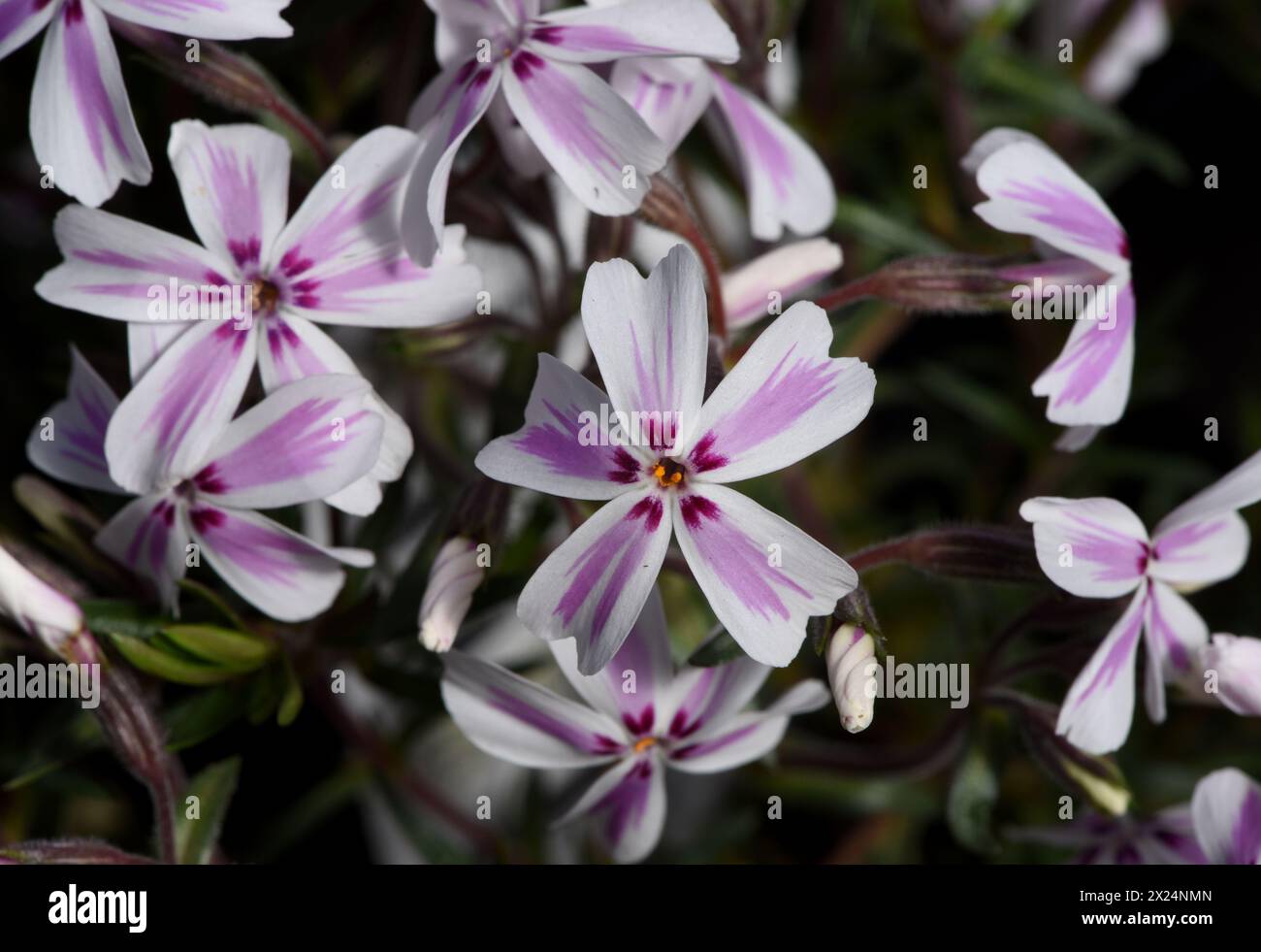 The blossoms of a Candy Stripe creeping phlox perennial flower Stock Photo