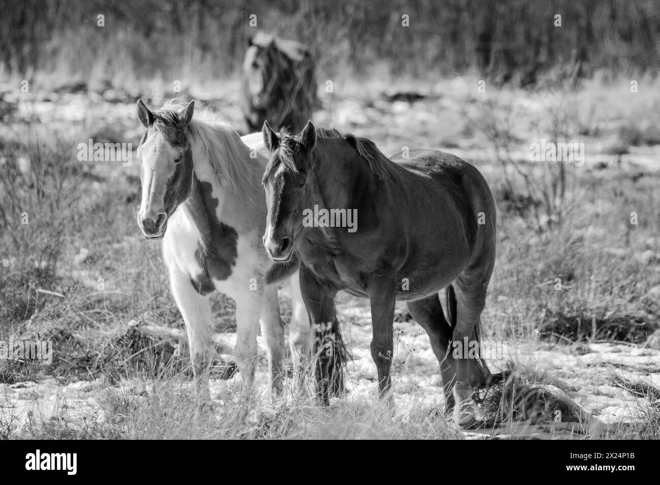 Two horses in a Wisconsin pasture standing side by side, black and ...
