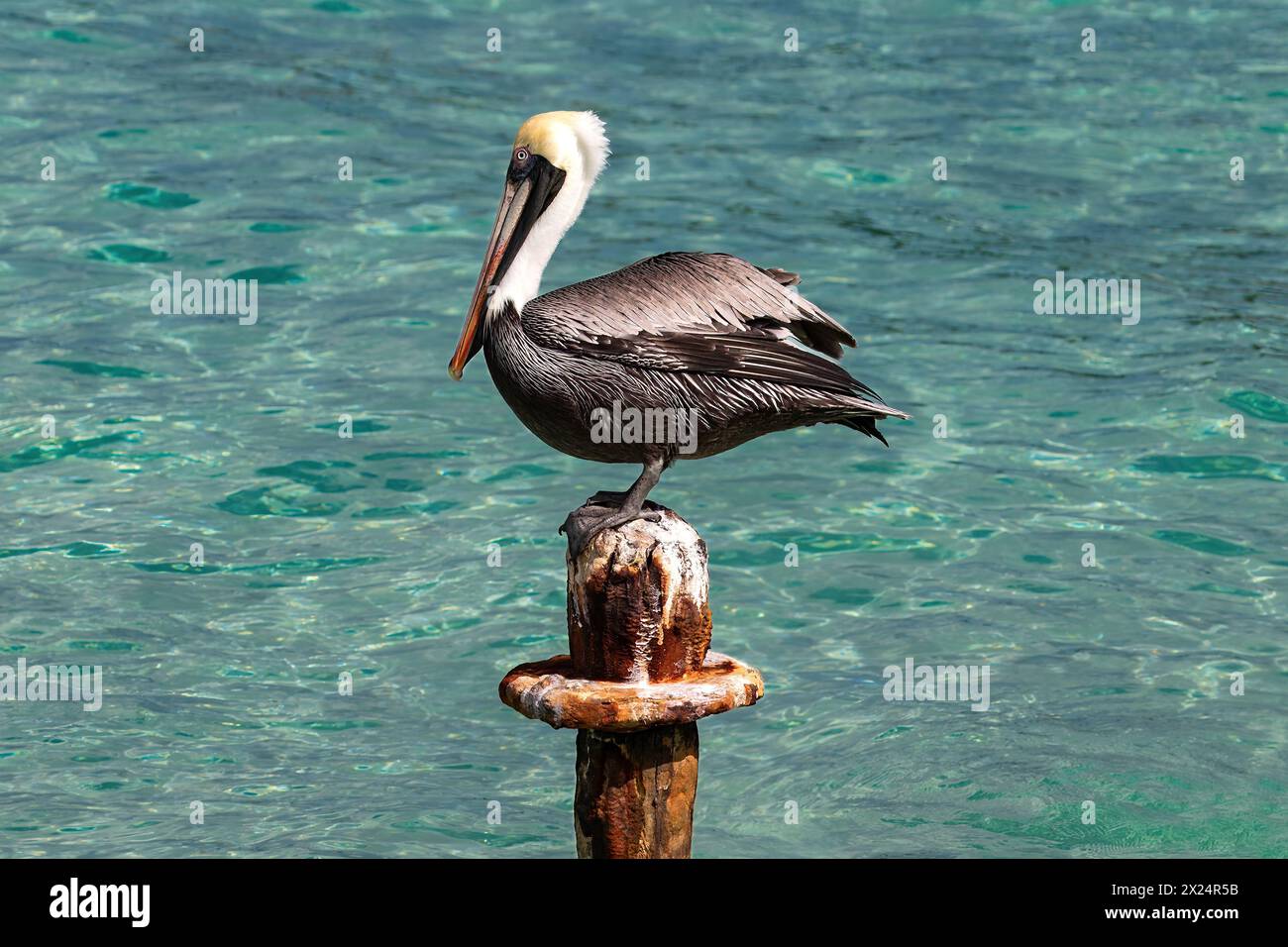 Brown Pelican (Pelecanus occidentalis) standing on old pier pylon, on the island of Aruba. Blue-green water in the background. Stock Photo