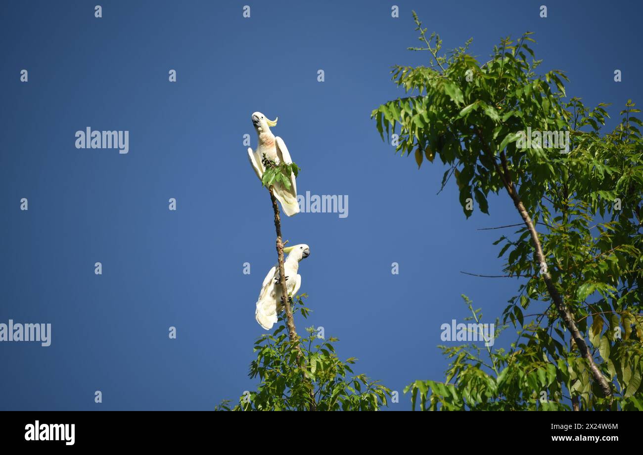 This pair of crafty Cockatoos in Cairns, Australia quickly stripped the limbs from this tree top to create a high perch. Stock Photo